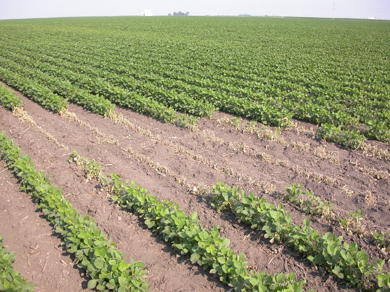 Patch of soybean plants killed by Phytophthora root and stem rot.