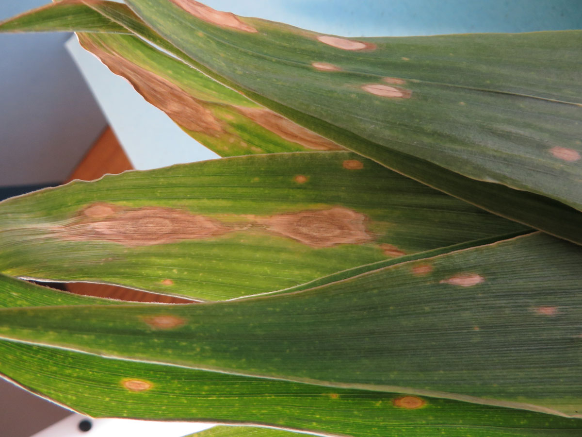 Northern corn leaf spot lesions. 