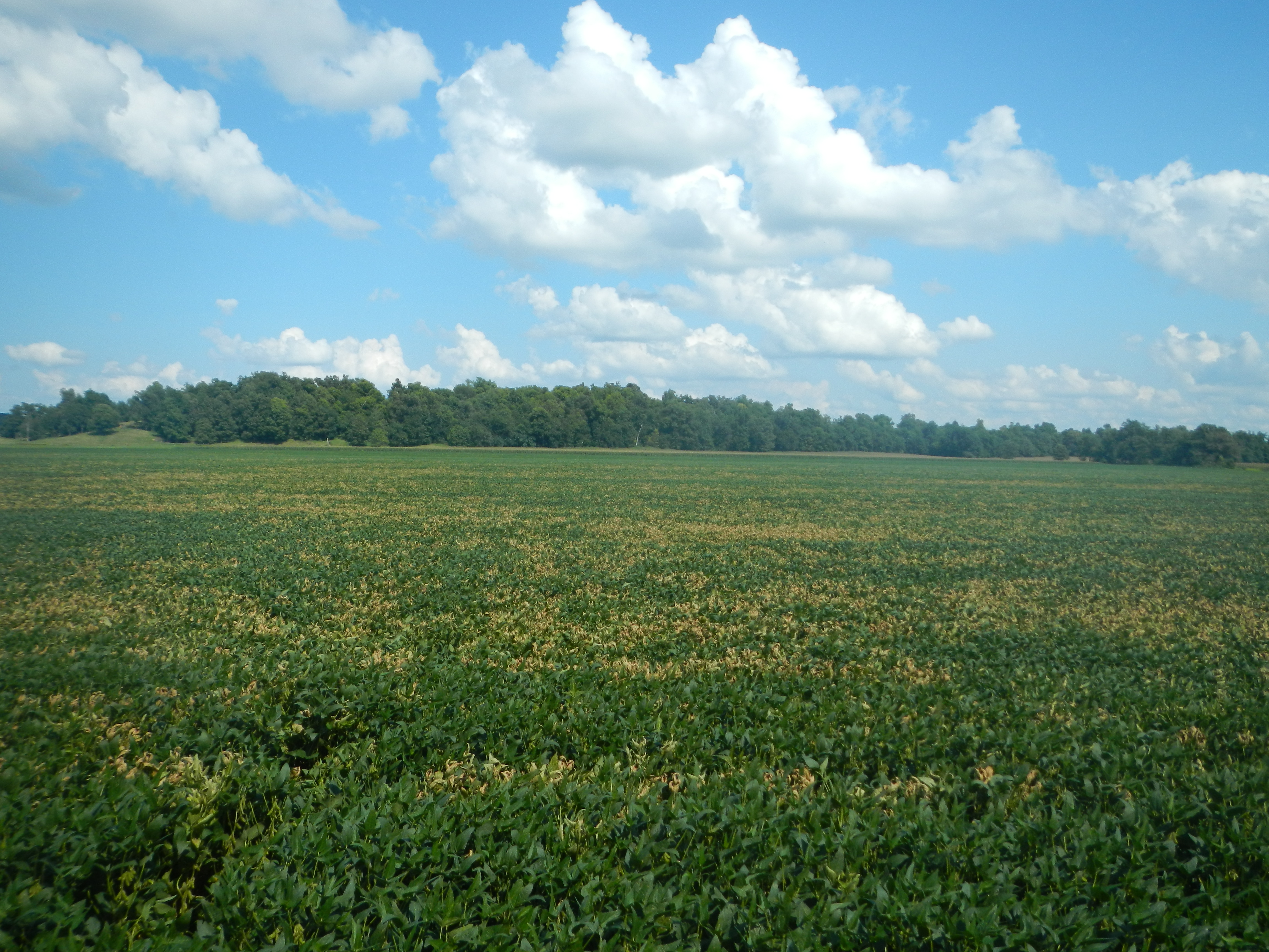 Sudden death syndrome can be visible as patches within a field.