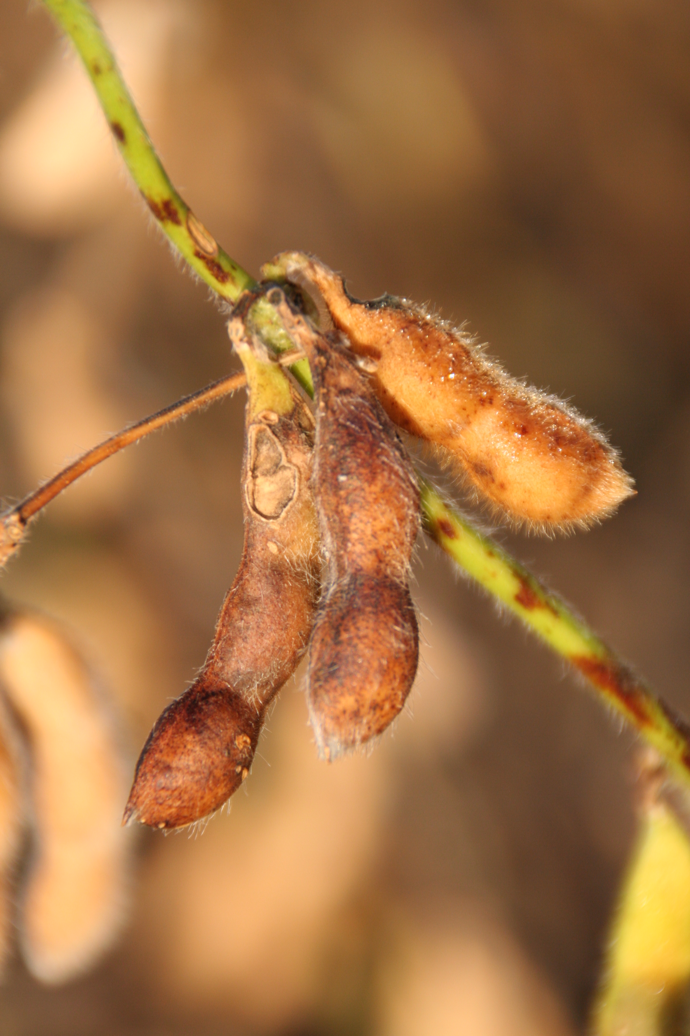Symptoms of Phomopsis seed decay on soybean pods.