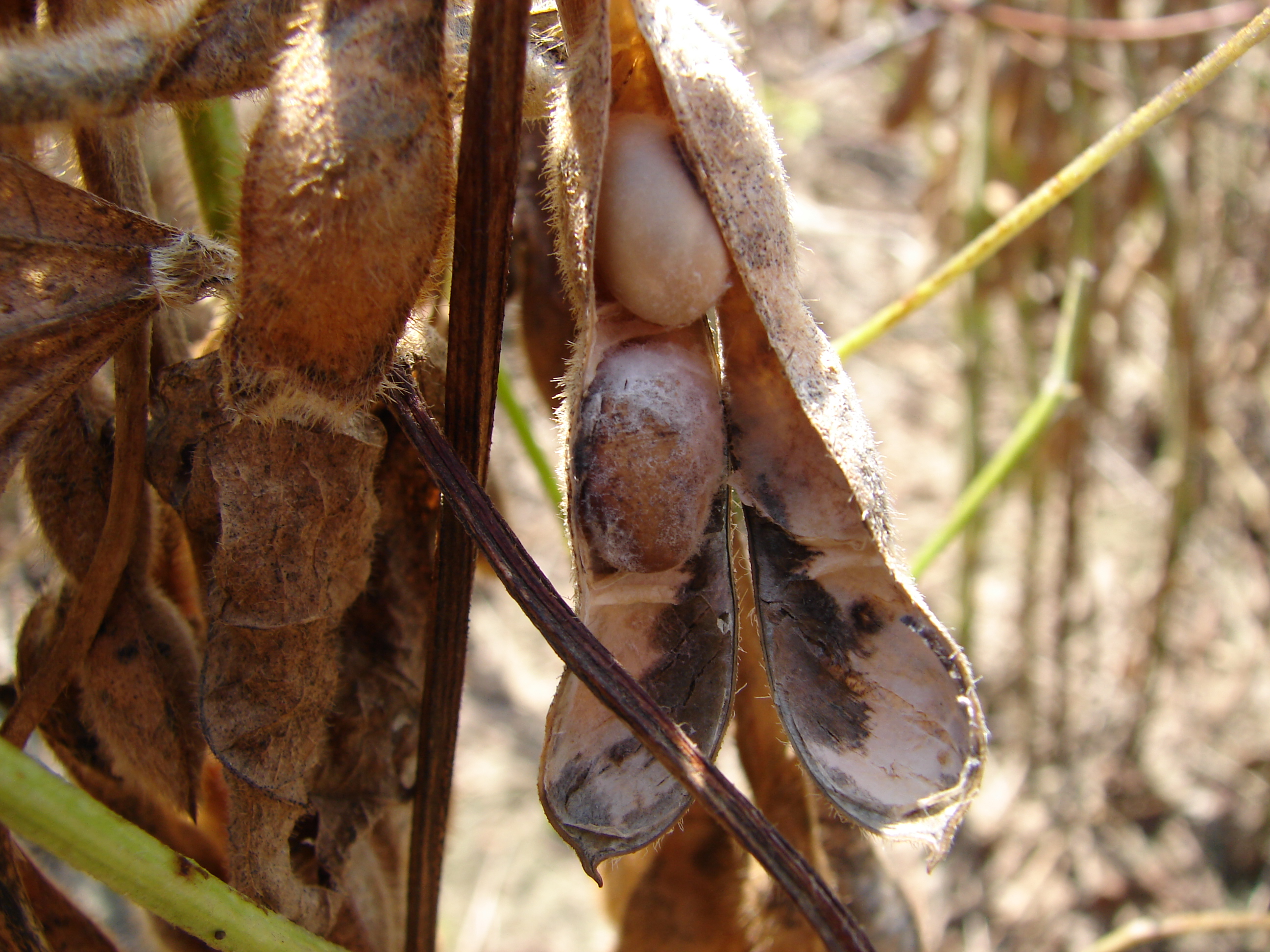 Phomopsis-infected seed are cracked and shriveled and often covered with chalky, white mold