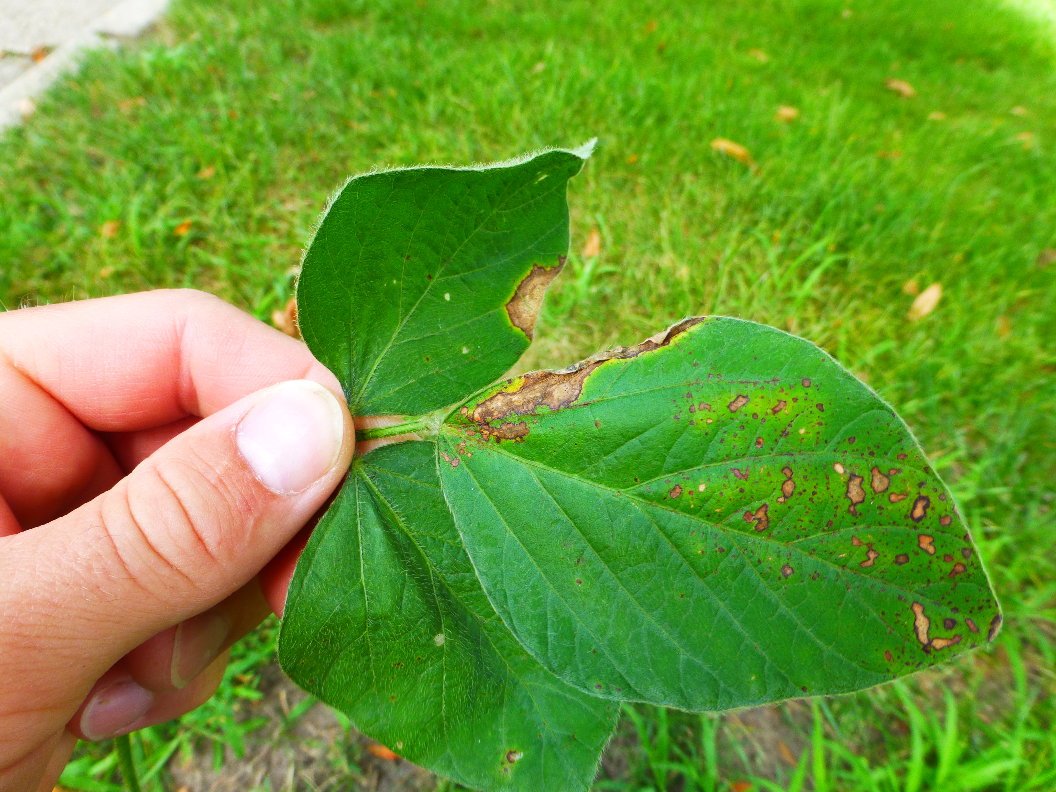 Phyllosticta leaf spot lesions can be circular, oval, and irregular or V-shaped.