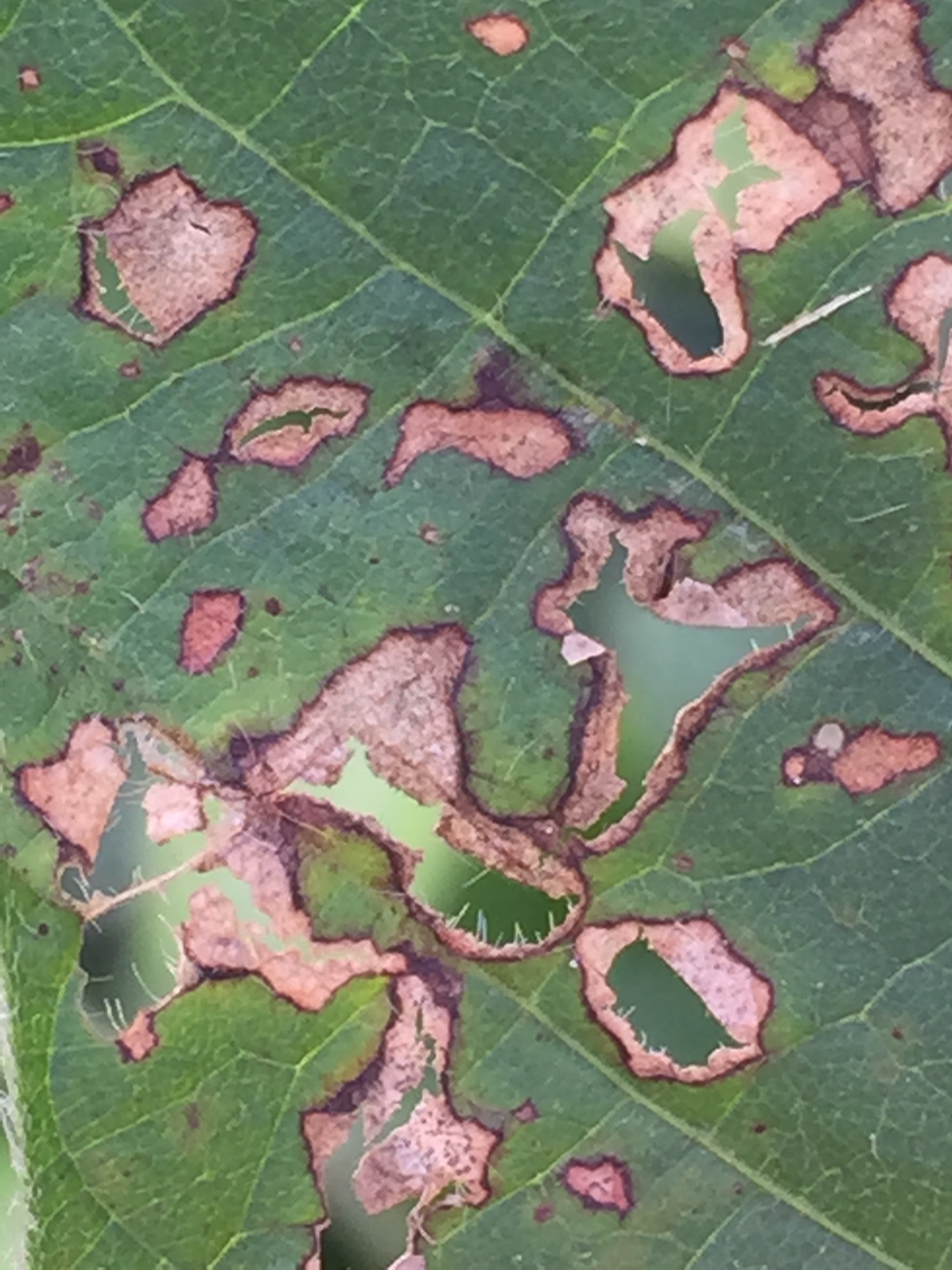 Phyllosticta leaf spot lesions appear gray or tan and have a narrow, dark margin.