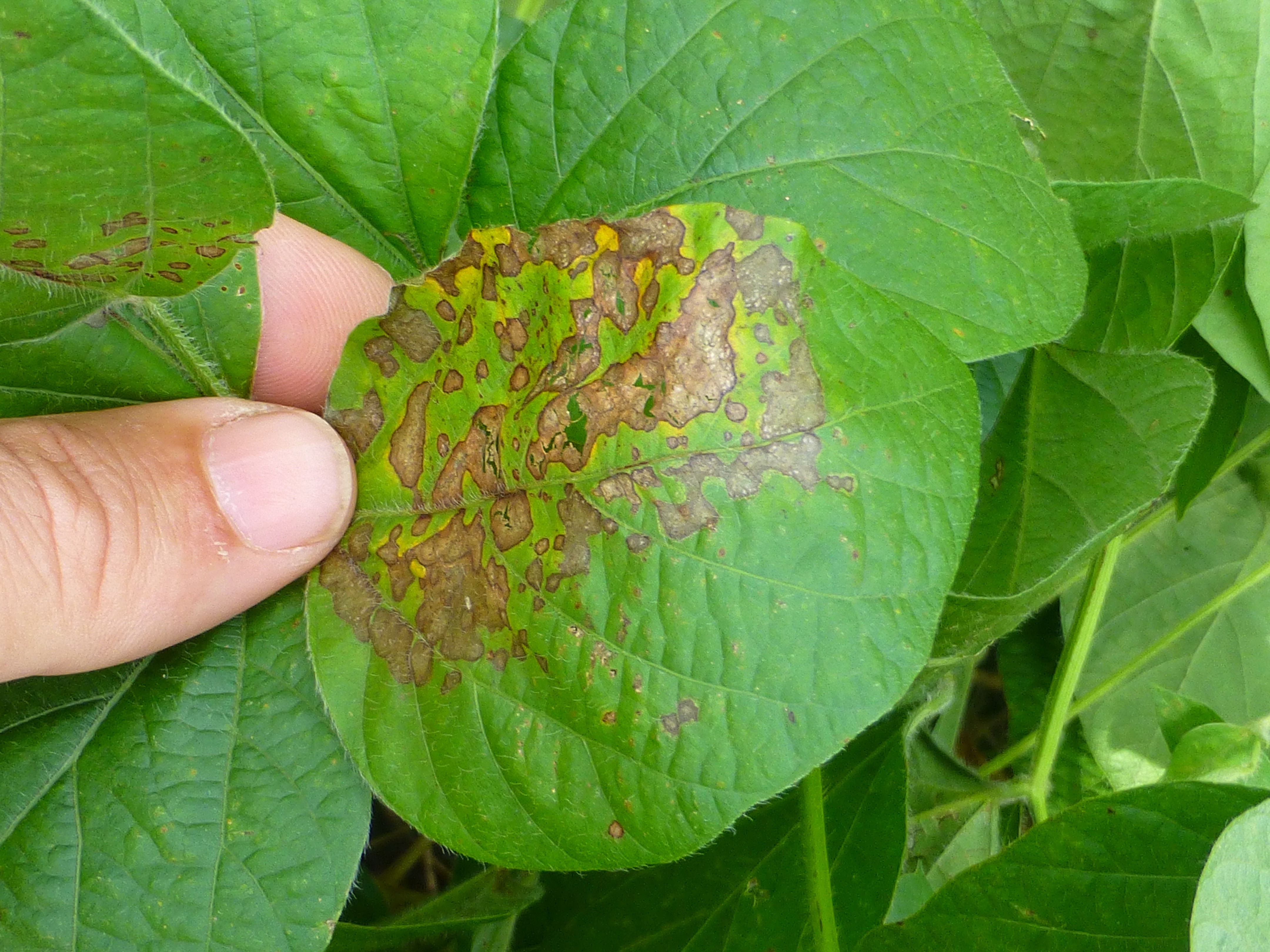 Phyllosticta leaf spot lesions on soybean leaf.