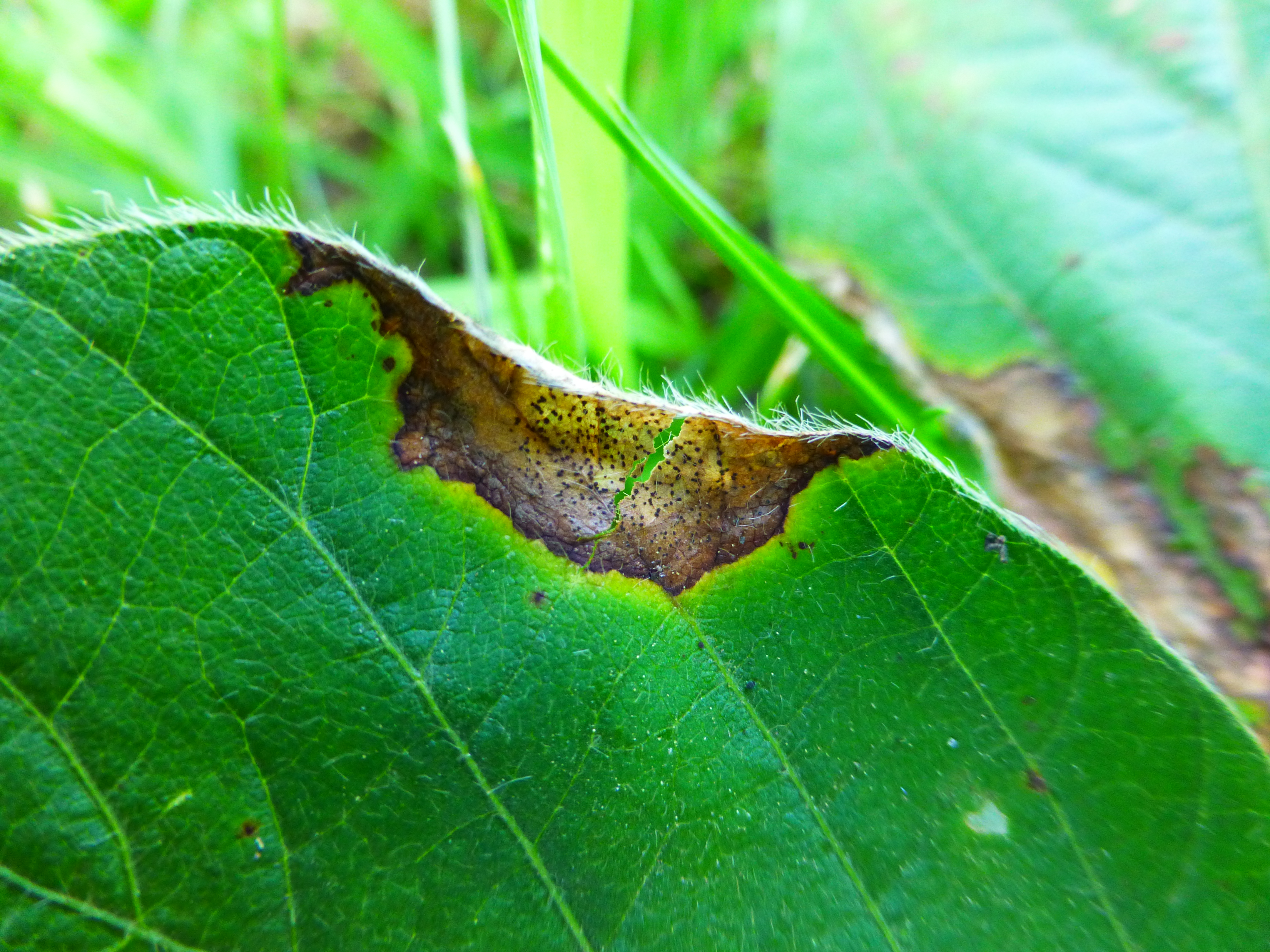 Small, black pycnidia may be observed in older Phyllosticta leaf spot lesions.