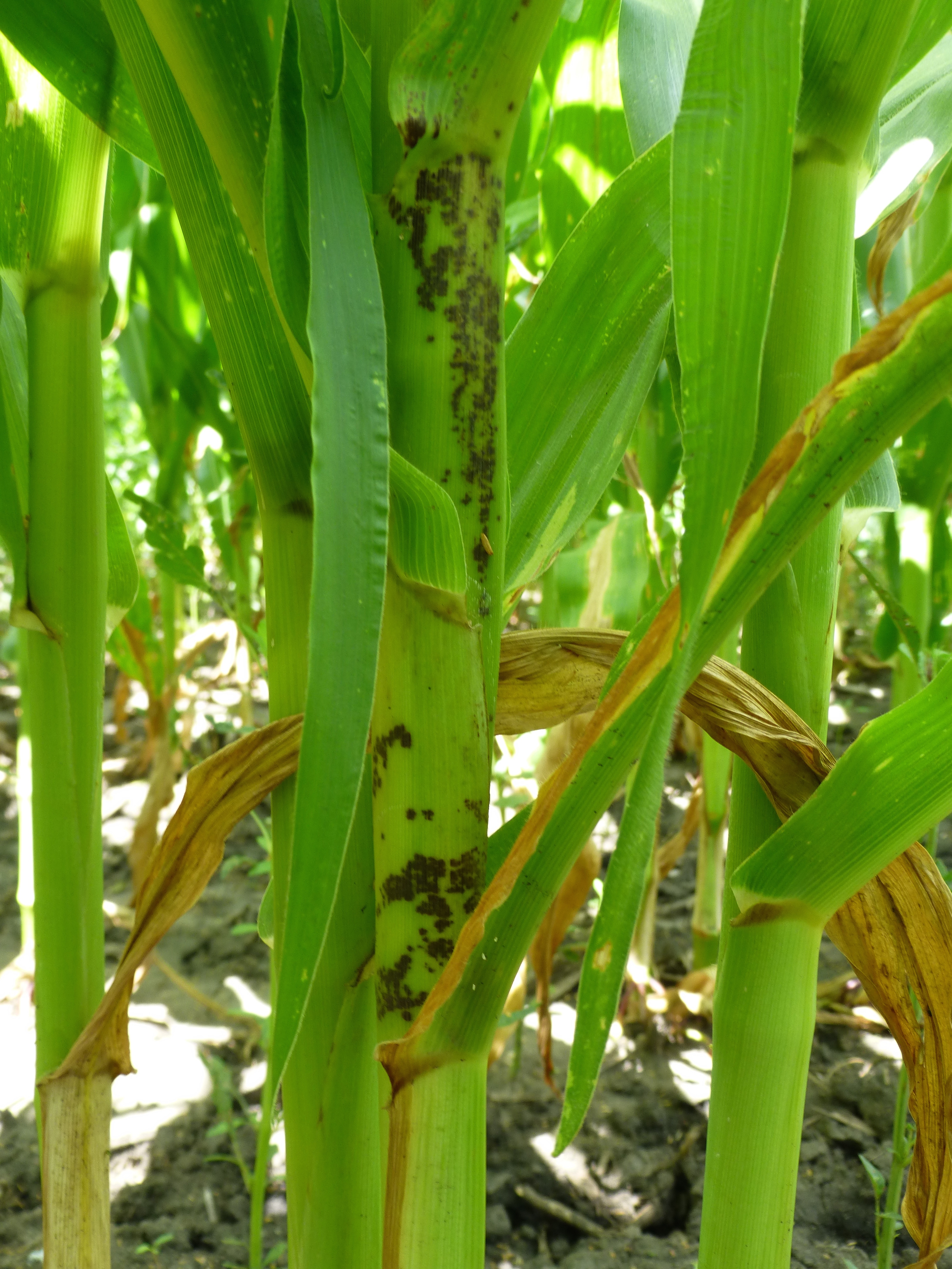 Physoderma brown spot symptoms also may occur on the stalk, leaf sheath, and husks.