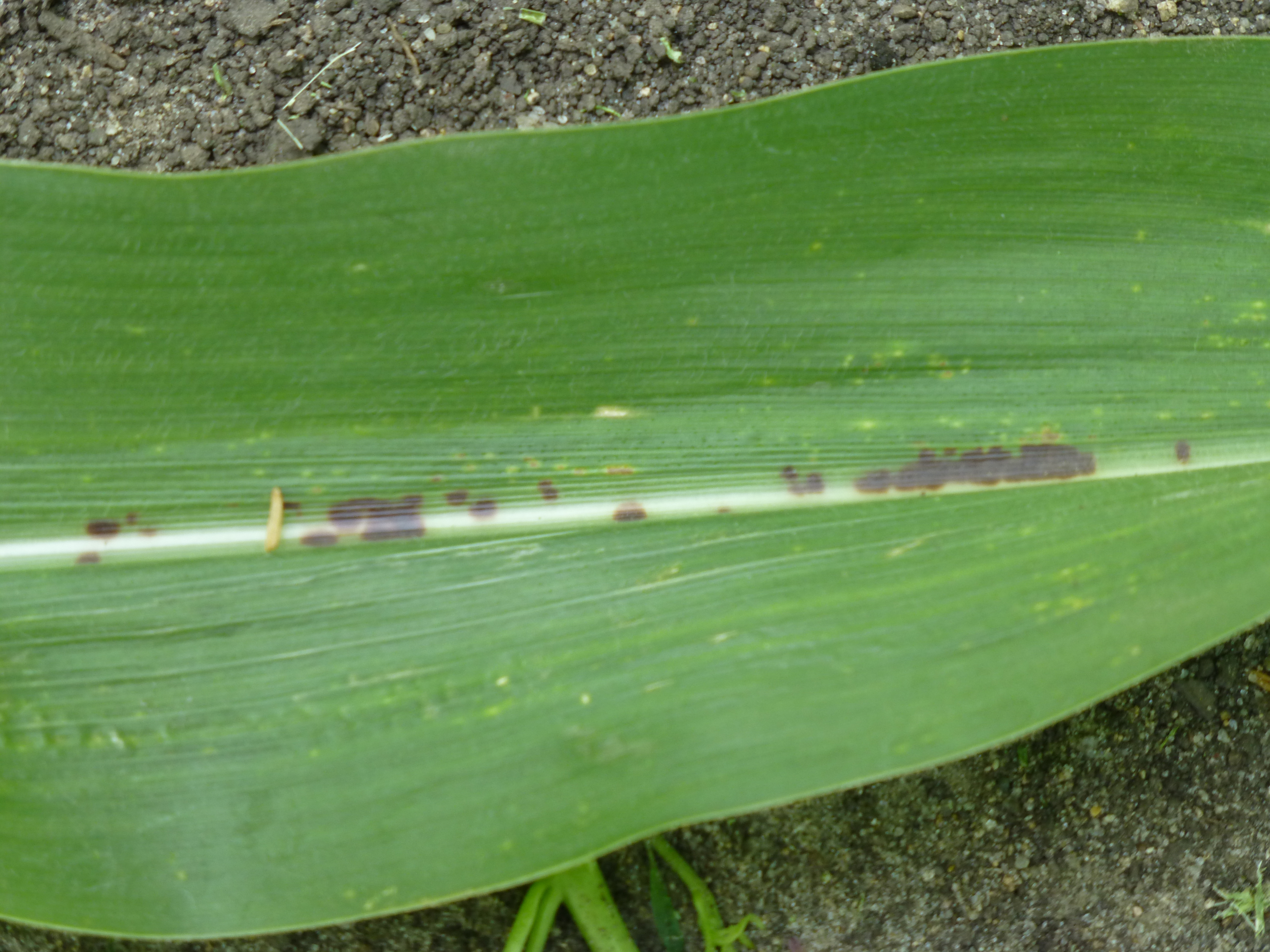 Dark spots occur on the midrib of leaves showing symptoms of Physoderma brown spot.