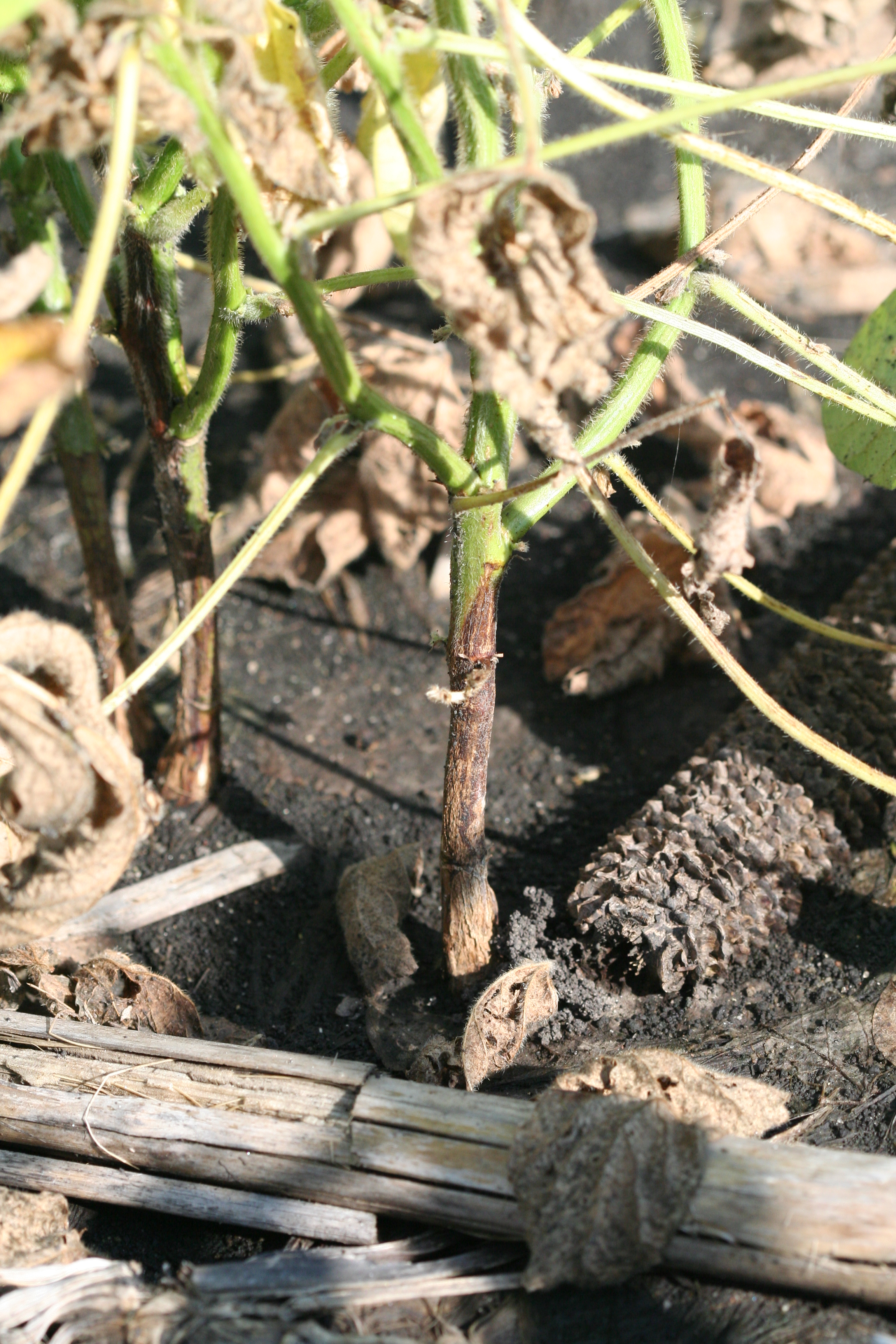 Characteristic stem lesion symptomatic of Phytophthora root and stem rot.