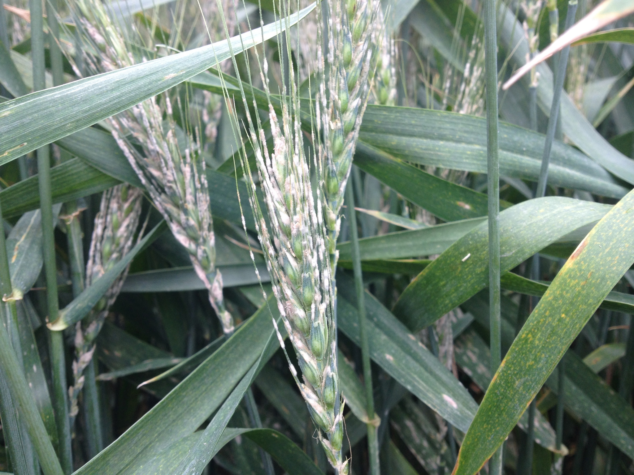 Powdery mildew is a common wherever winter wheat is grown in the US and Canada. 