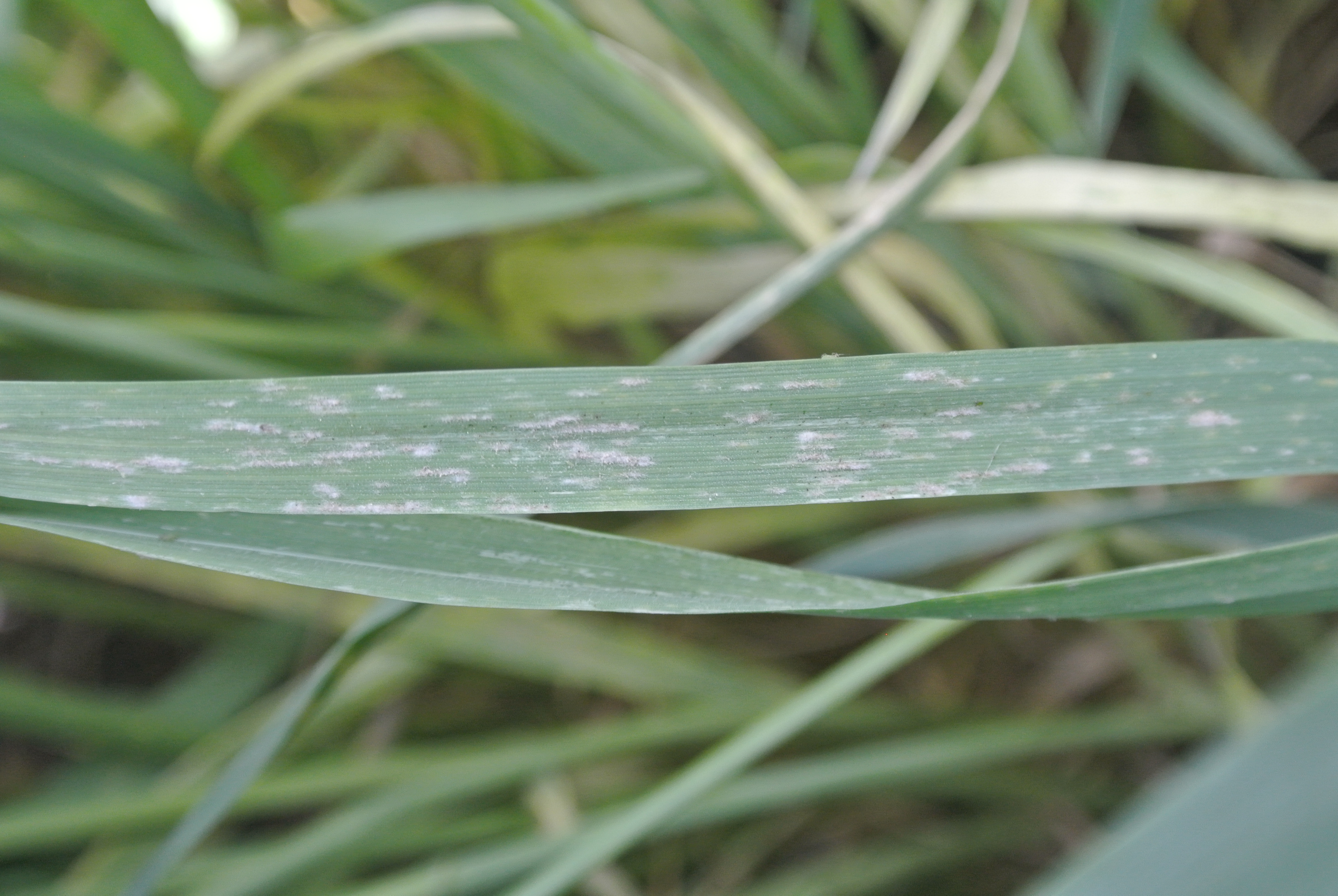 Fluffy, white to gray fungal growth on the top of leaves is characteristic of powdery mildew.