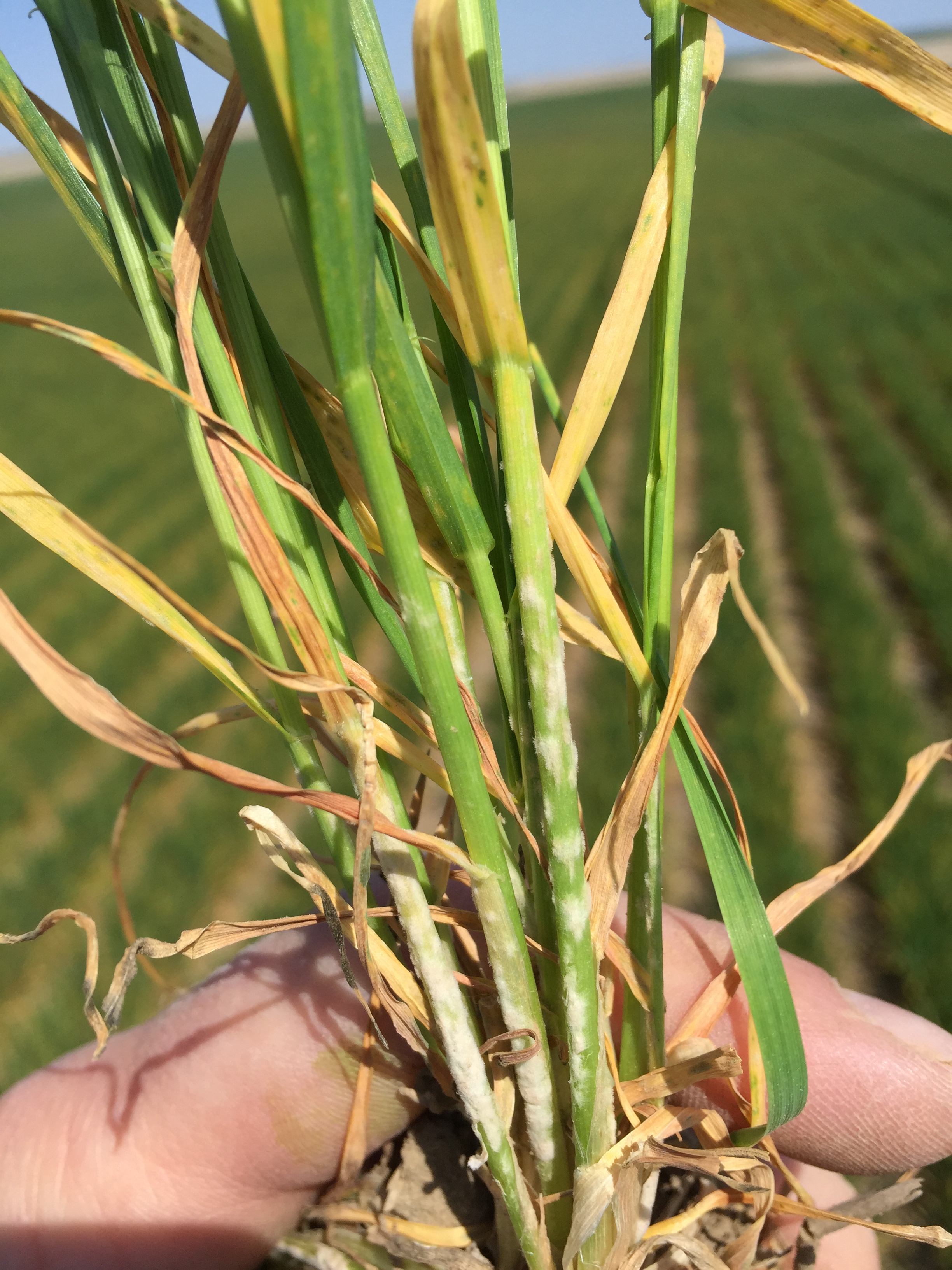 If tillers are severely infected early, heads may not form