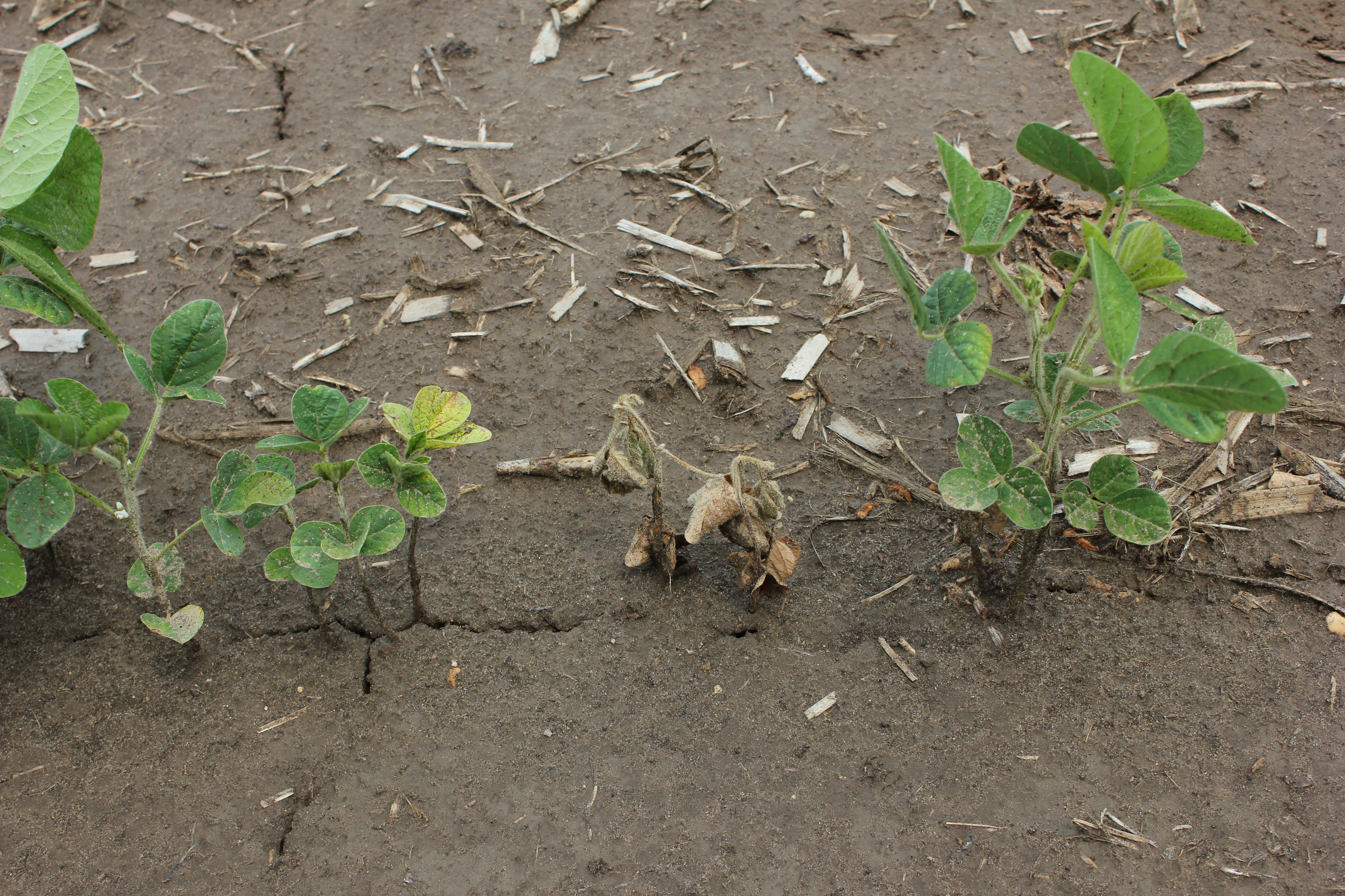 Damping off caused by Rhizoctonia seedling blight and root rot.