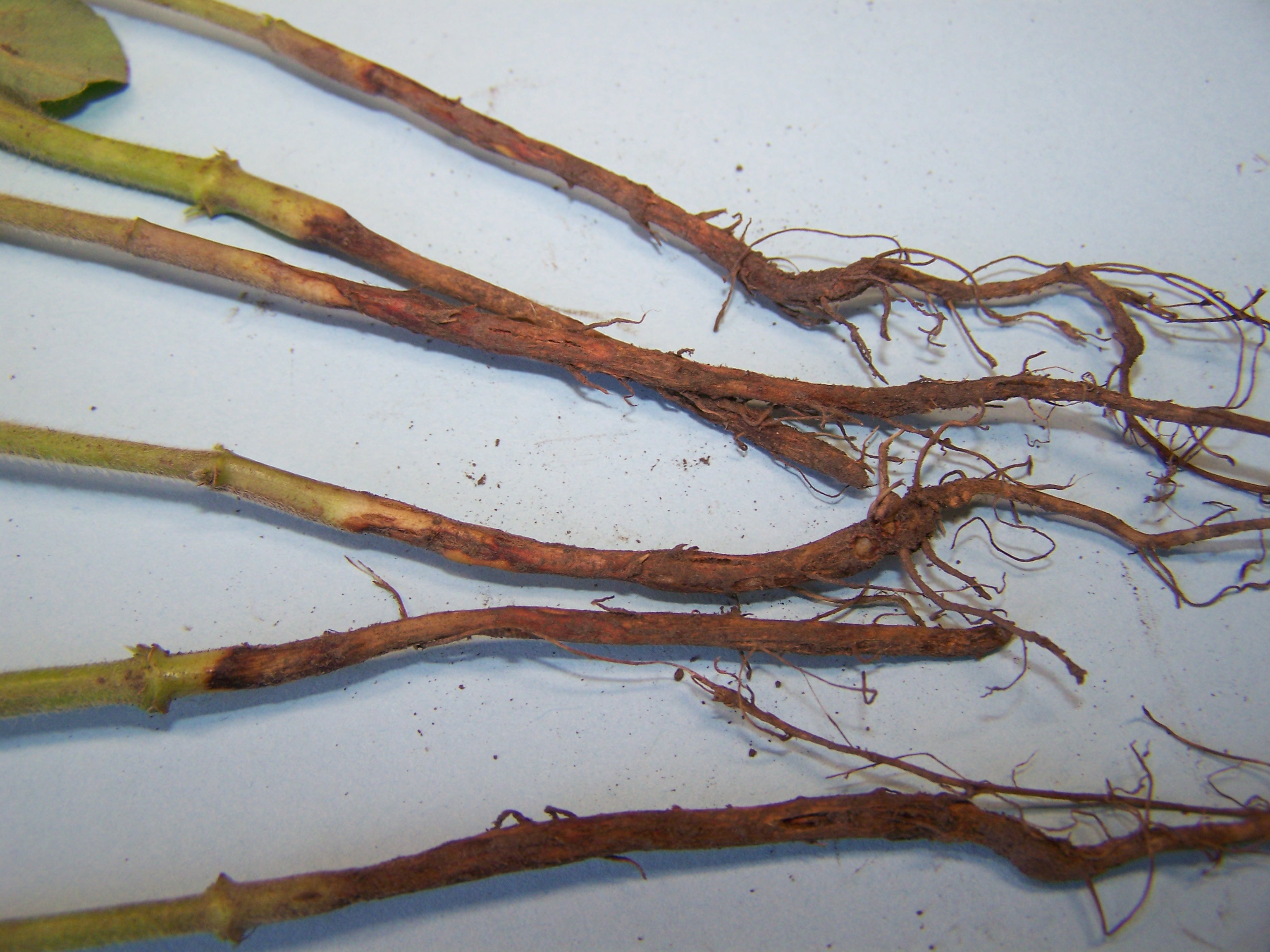 Sunken, dry lesions near the soil line characteristic of Rhizocotonia seedling blight and root rot.