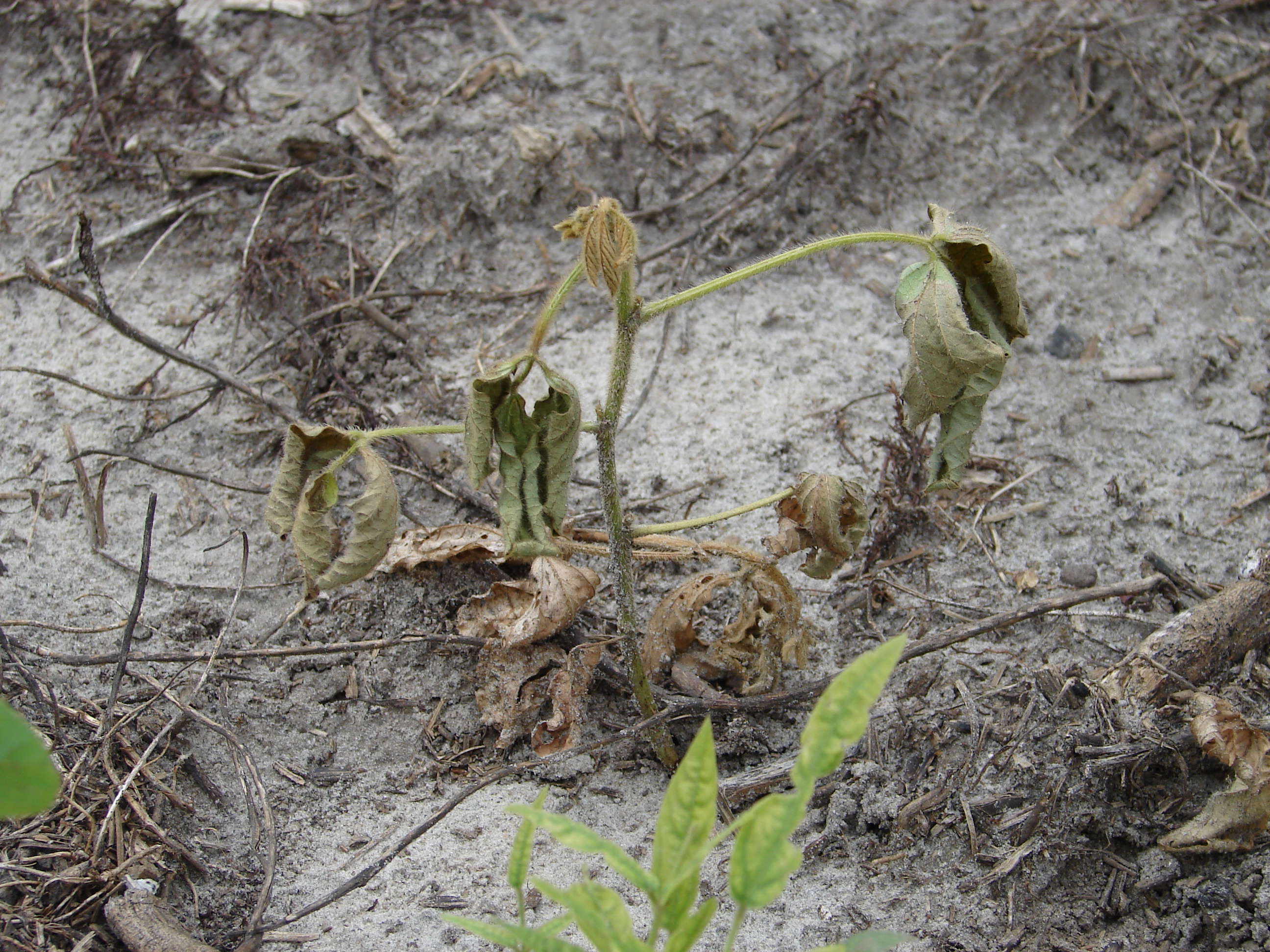 Rhizoctonia seedling blight and root rot symptoms include pre- and post-emergence damping off.