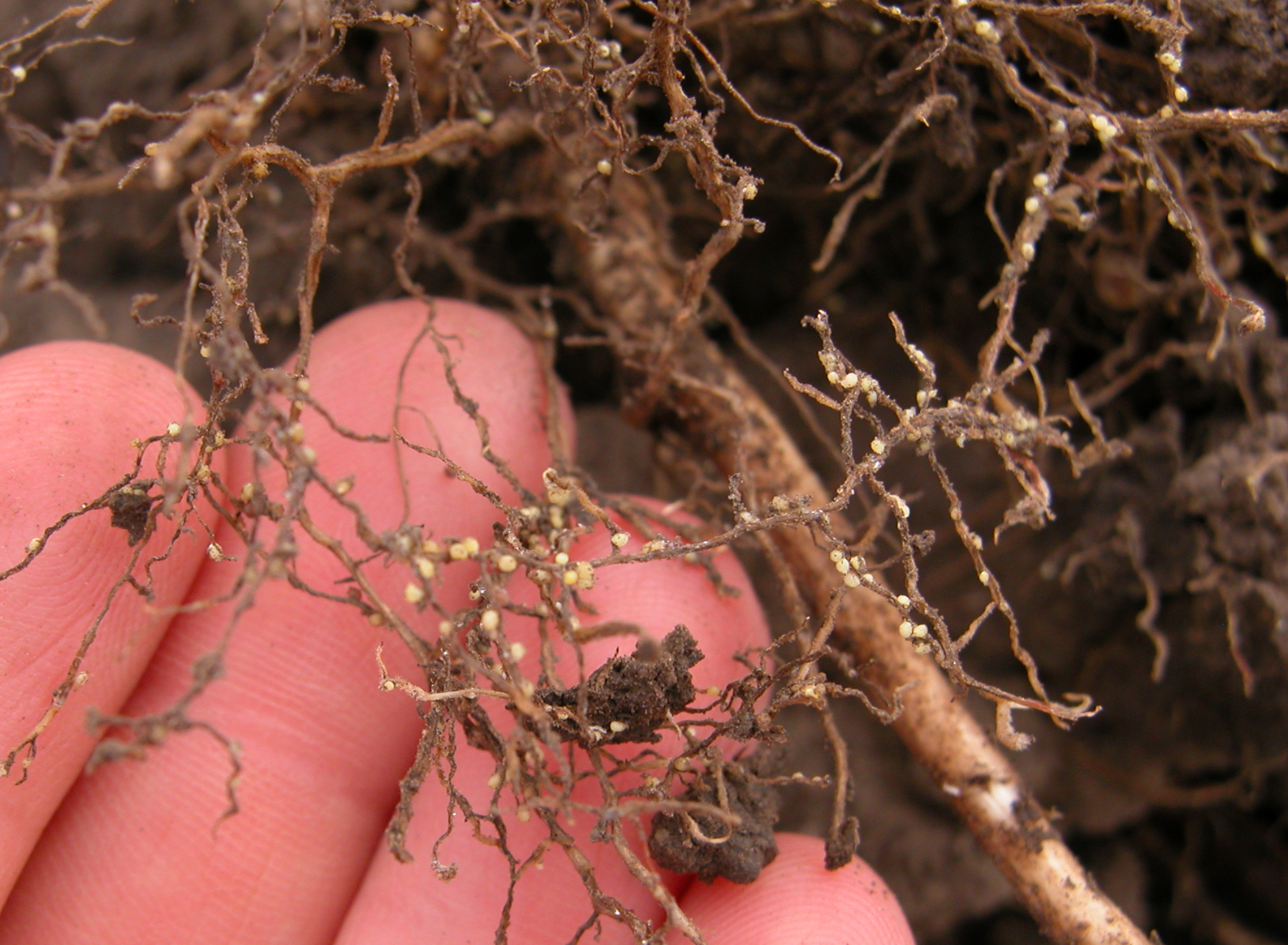 Soybean cyst nematode females (white specks) on soybean roots.