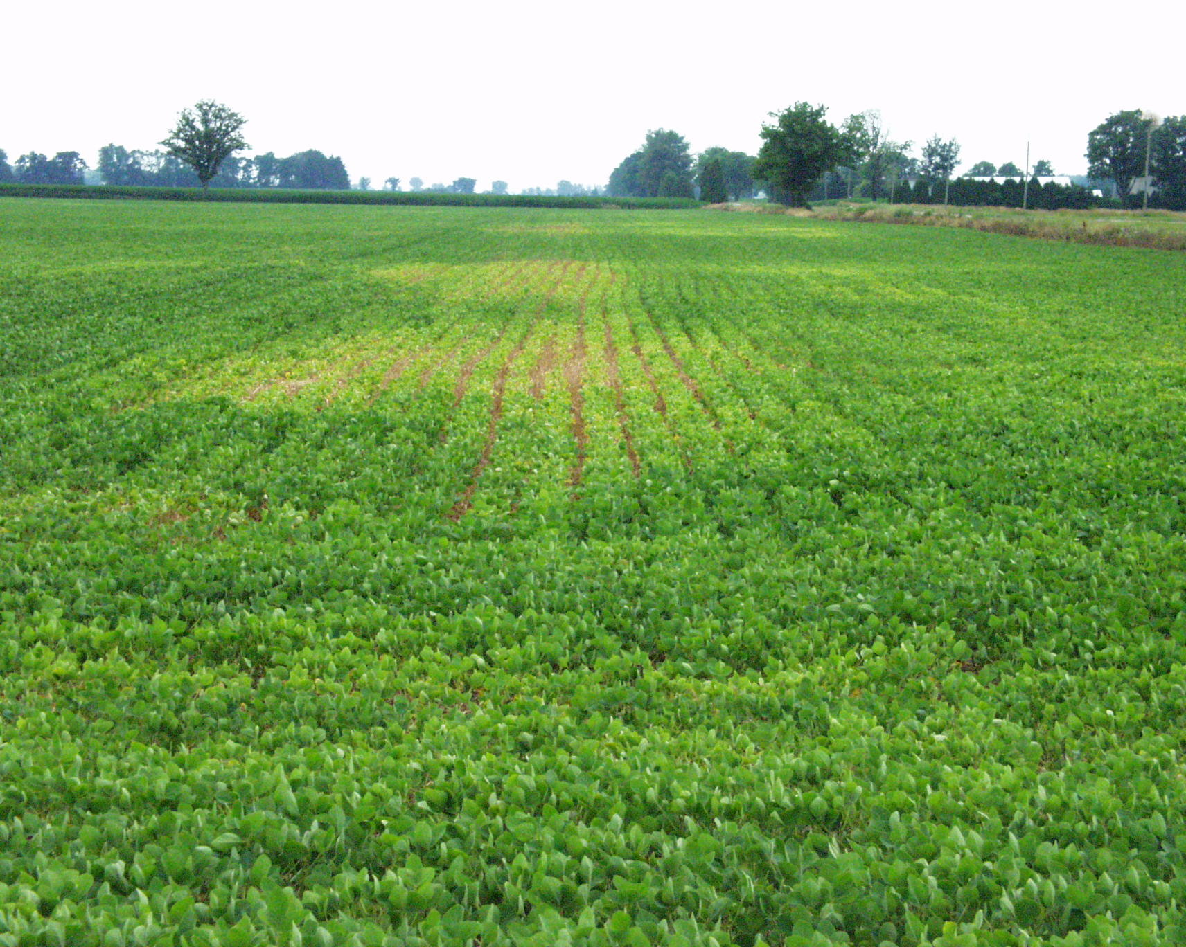 Aboveground symptoms of soybean cyst nematode infestation can be confused with other diseases.