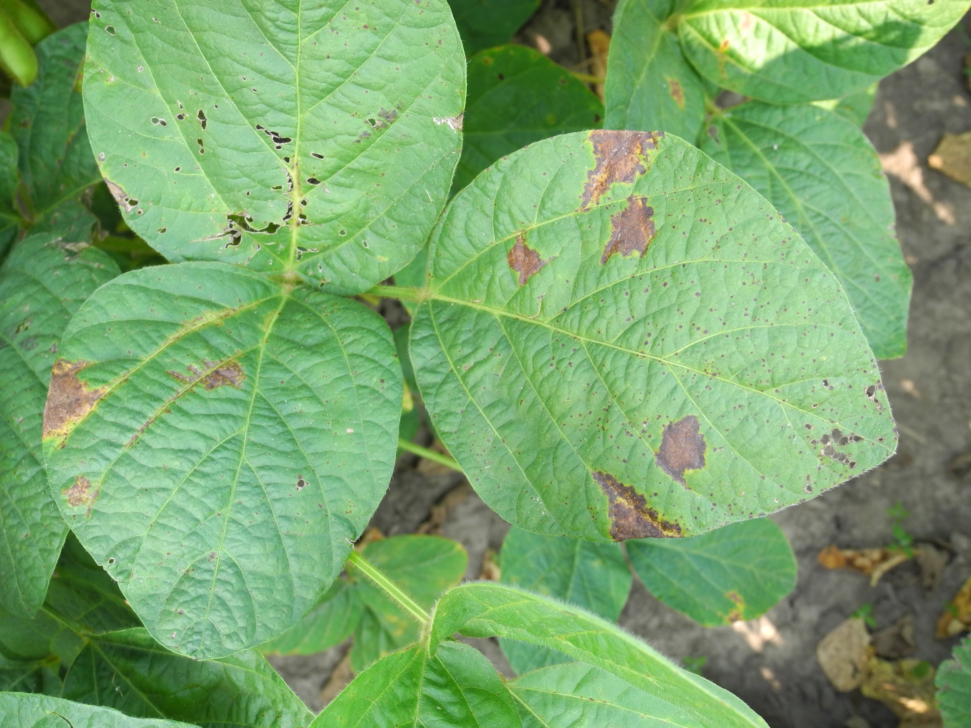 Symptoms of soybean vein necrosis on soybean leaves. 
