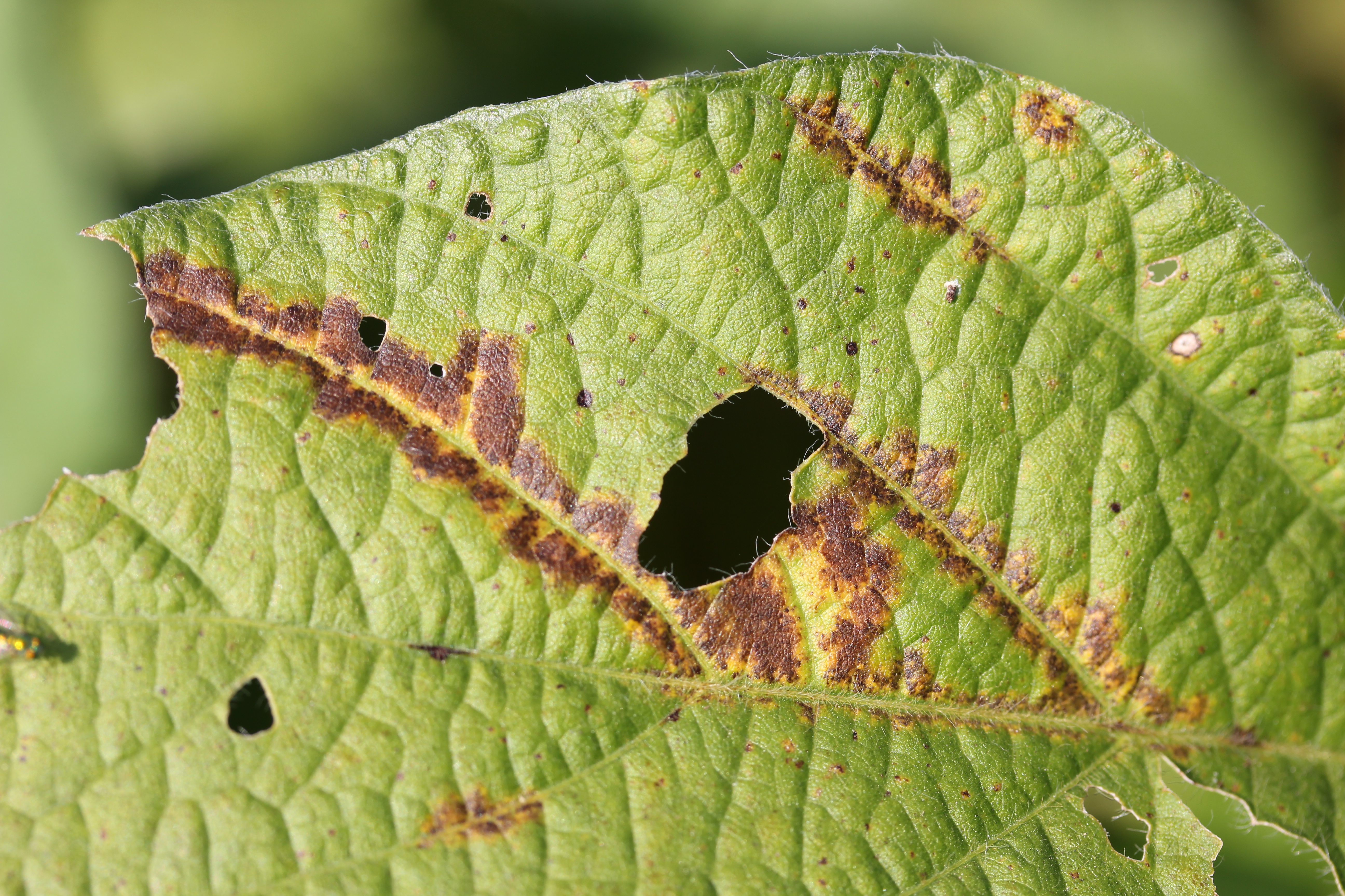 Soybean vein necrosis lesions follow or spread from leaf veins.