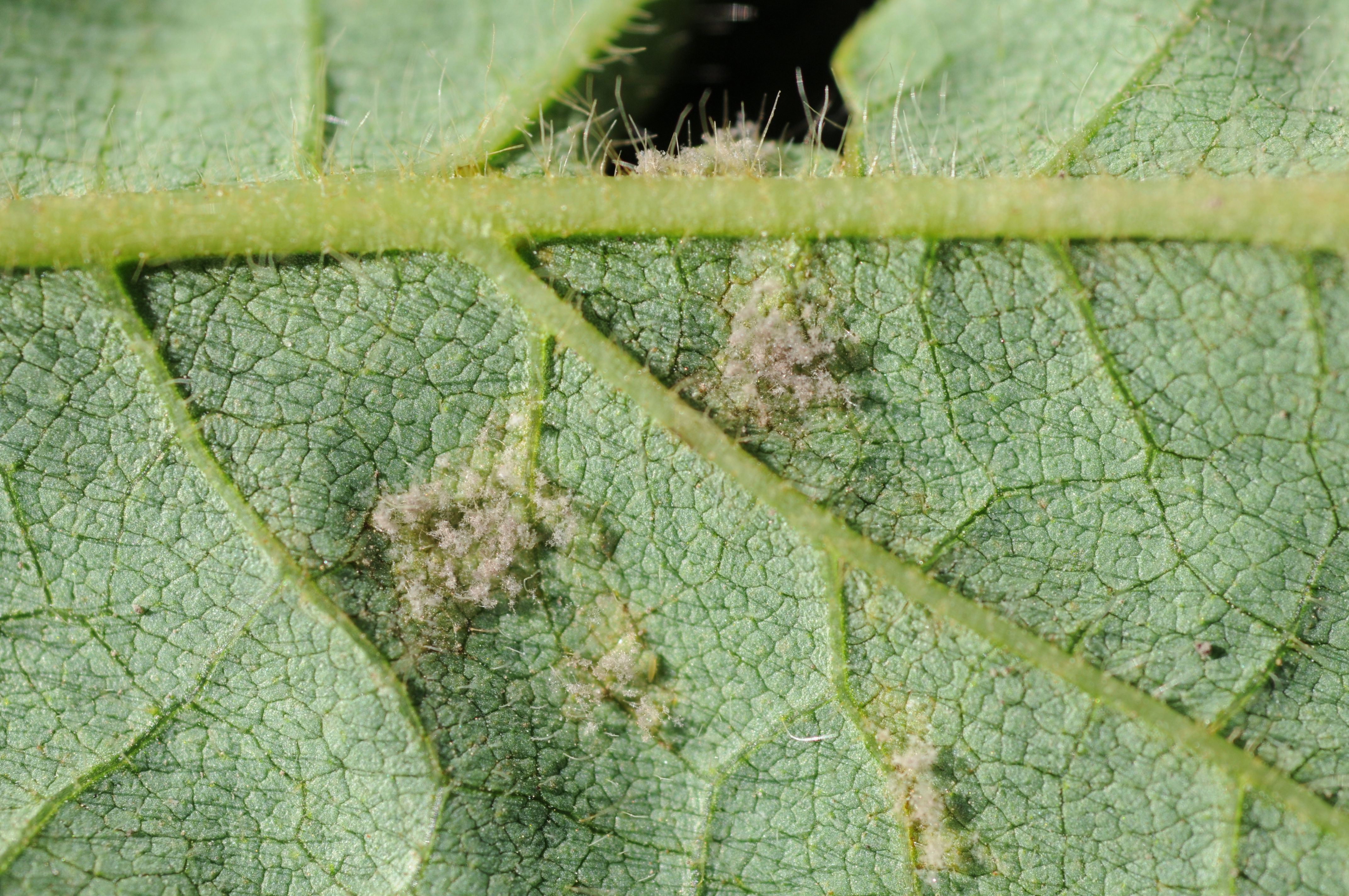 Fuzzy growth characteristic of downy mildew on leaf underside.