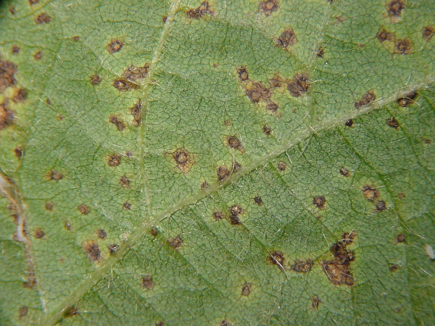 A pustule may be observed in the center of bacterial pustule lesions on leaf underside.