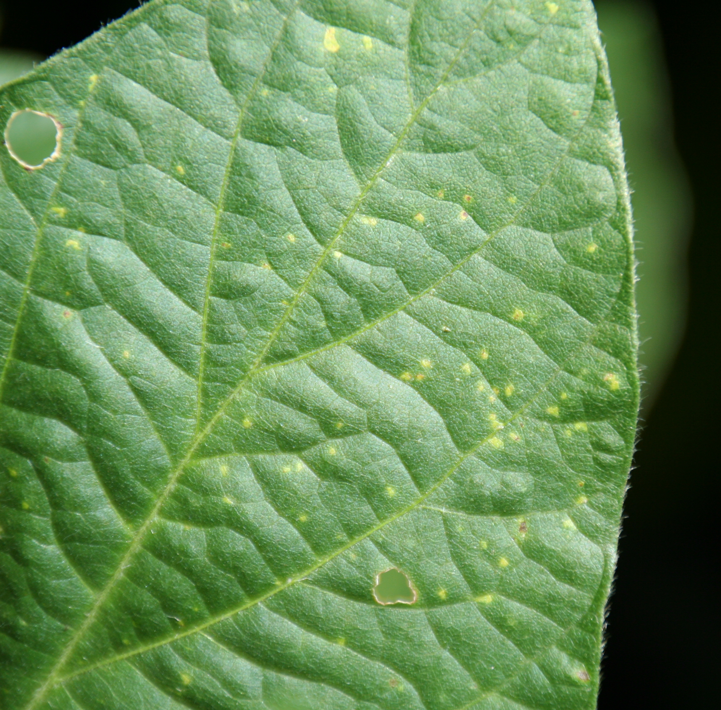 Early downy mildew lesions.