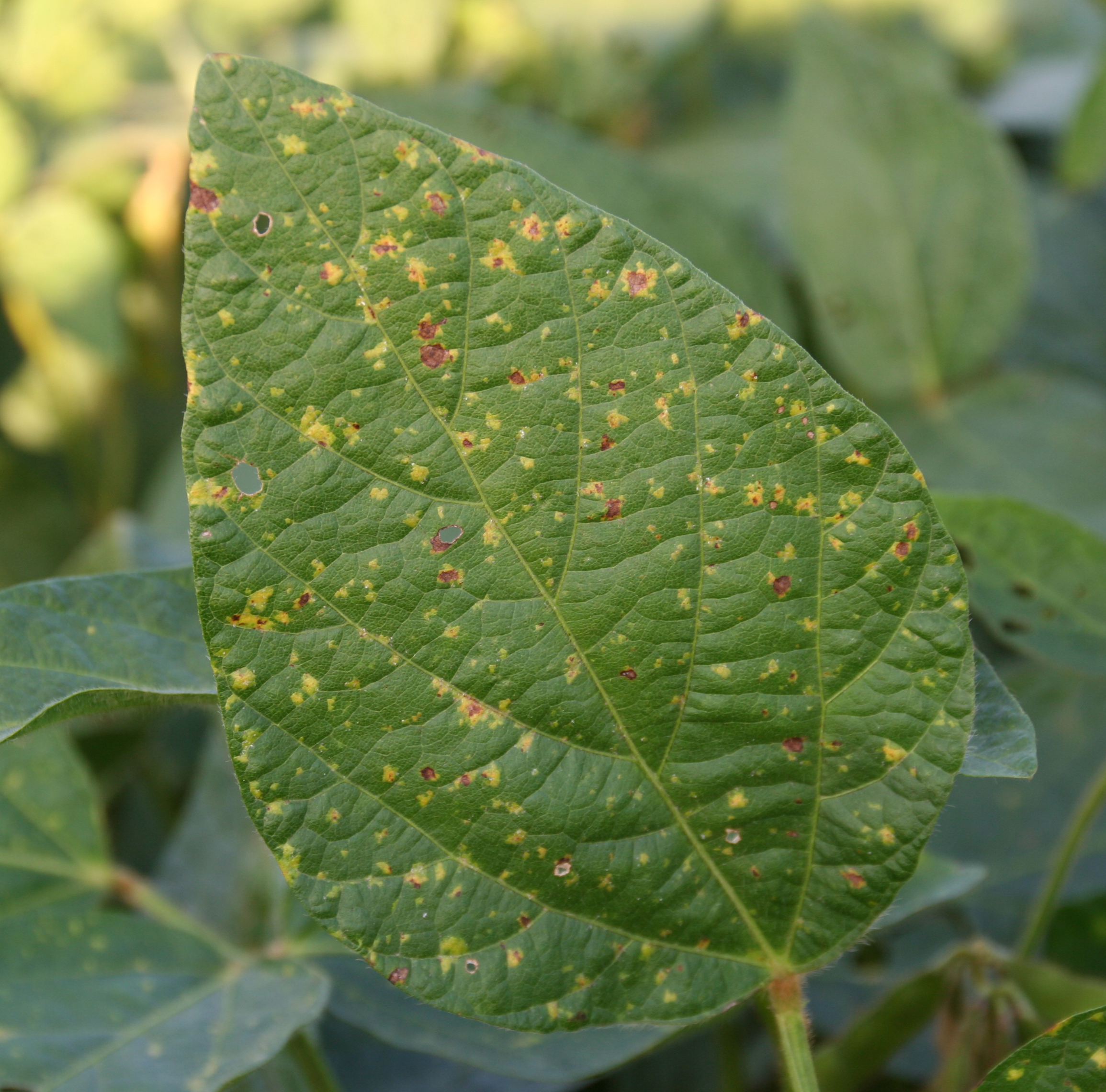 Older downy mildew lesions beginning to turn brown.