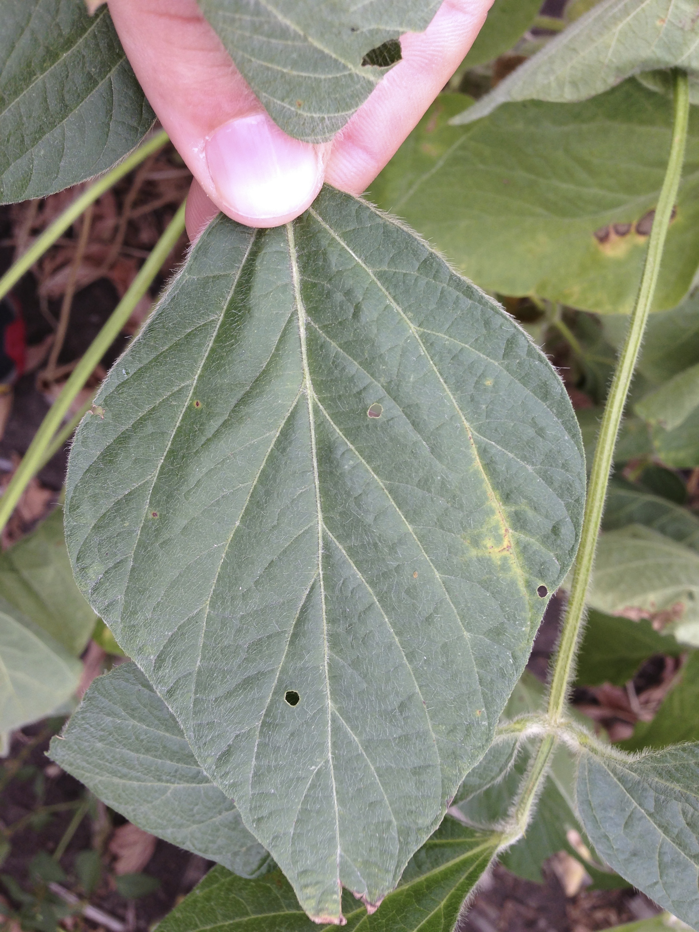 Early soybean vein necrosis lesion forming.