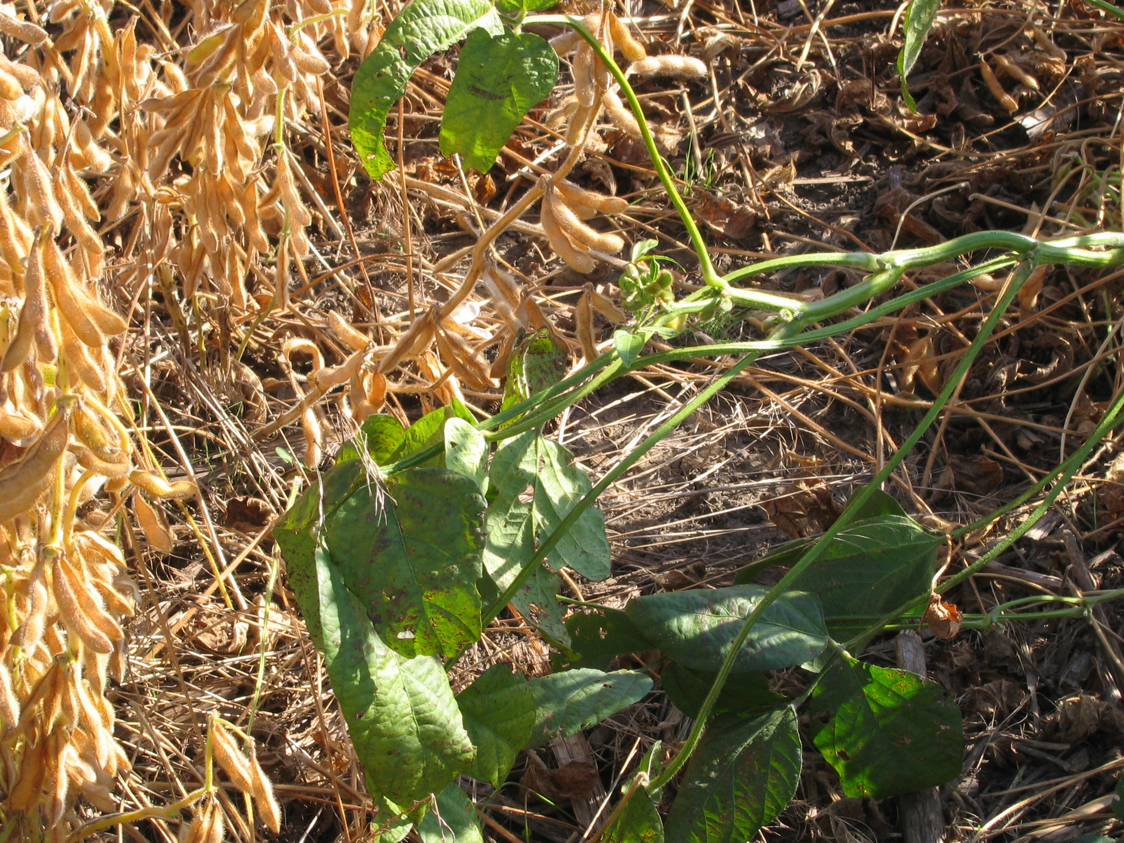 Delayed maturity resulting from Tobacco ringspot virus infection.