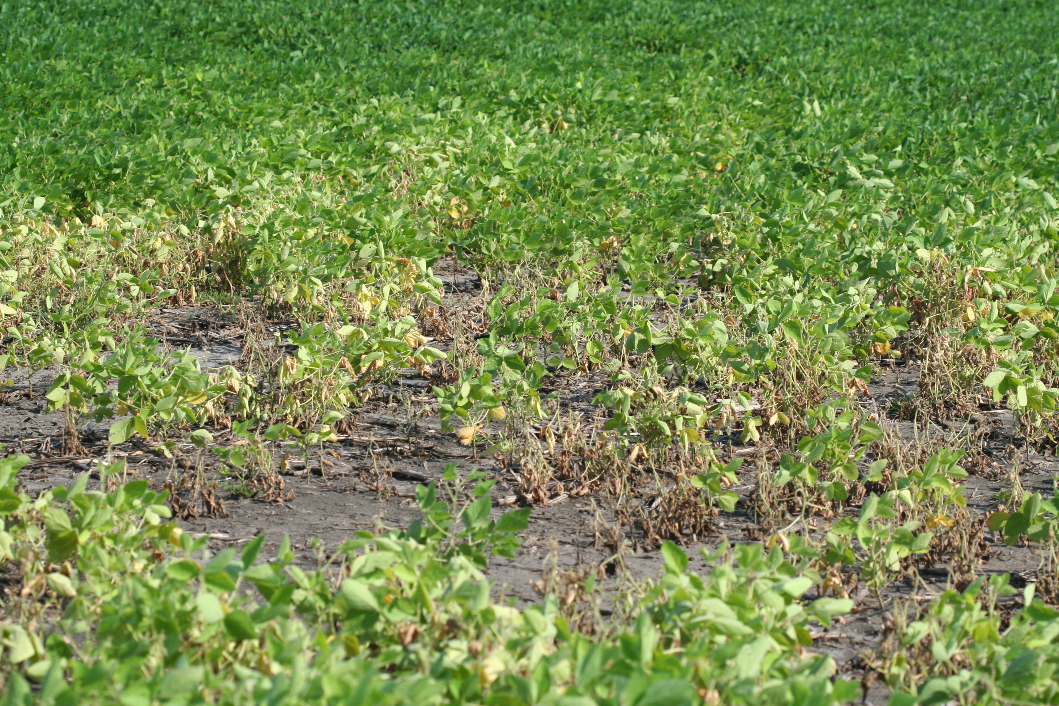 Patch of soybean plants infected by Phytophthora sojae.