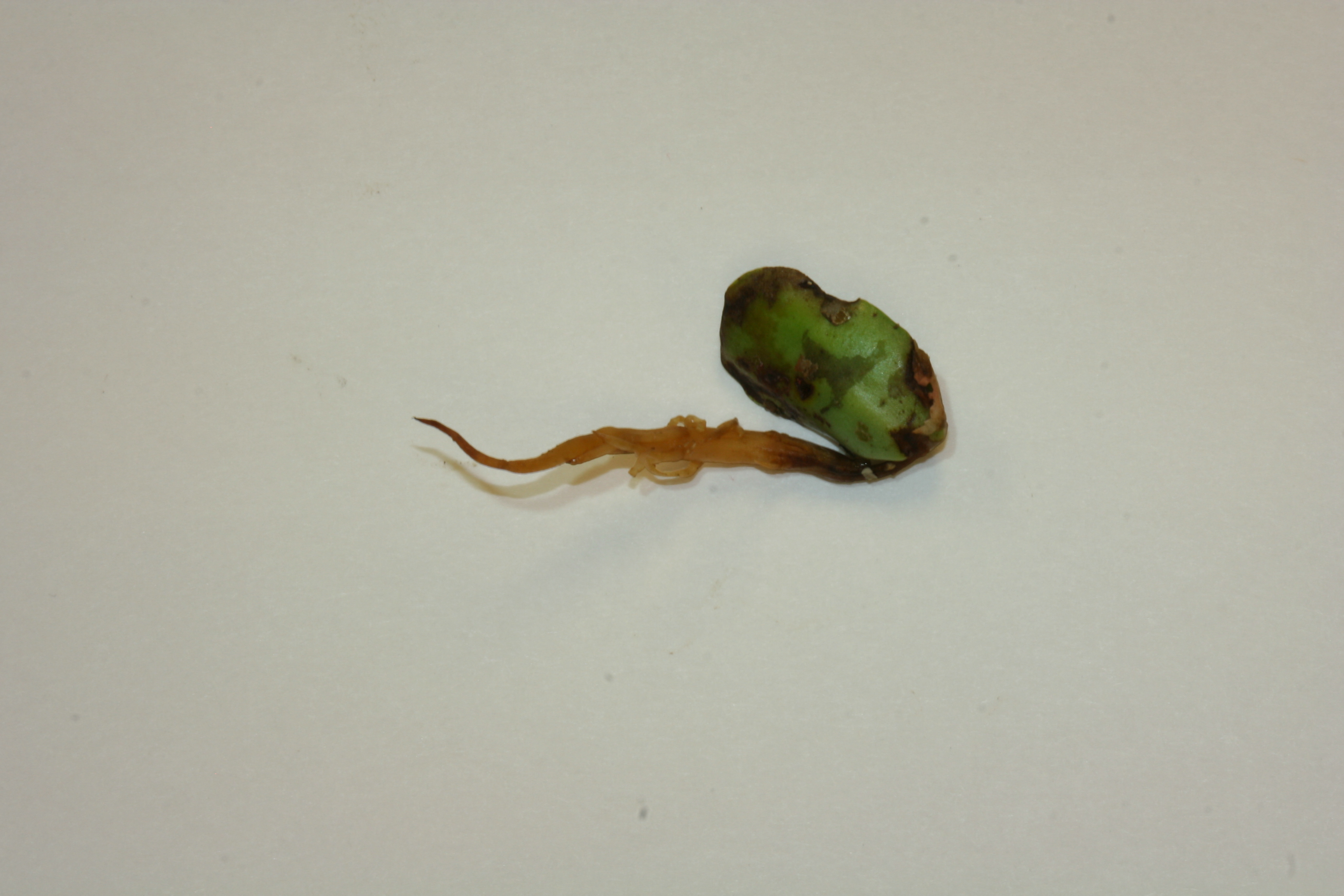 Soybean seedling with water-soaking and tissue rot. 