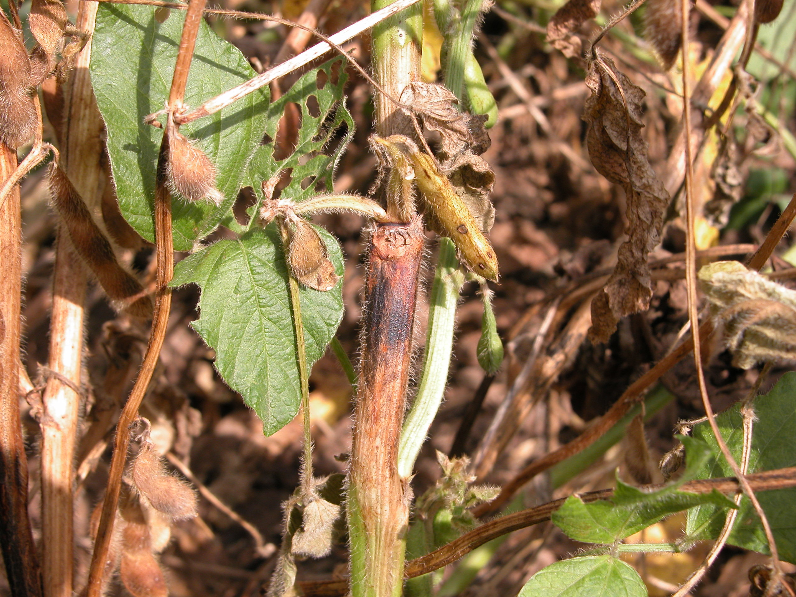 Characteristic stem canker lesion on soybean stem.