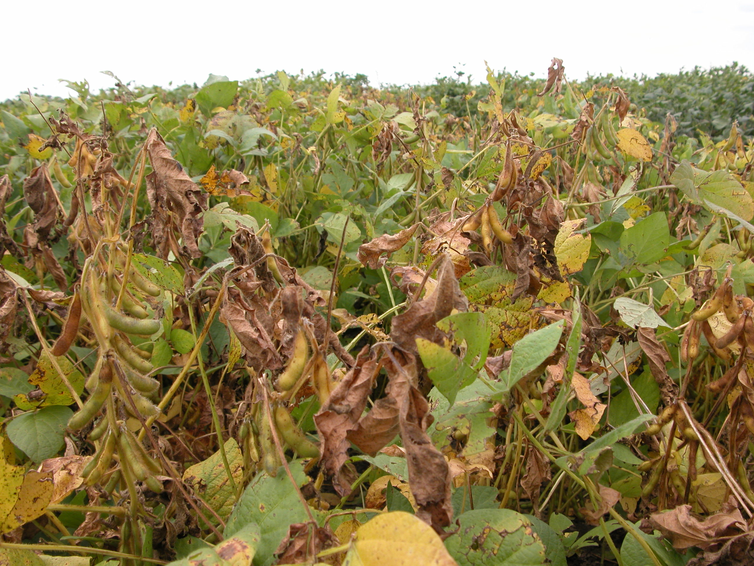 Severe stem canker in soybean field. 