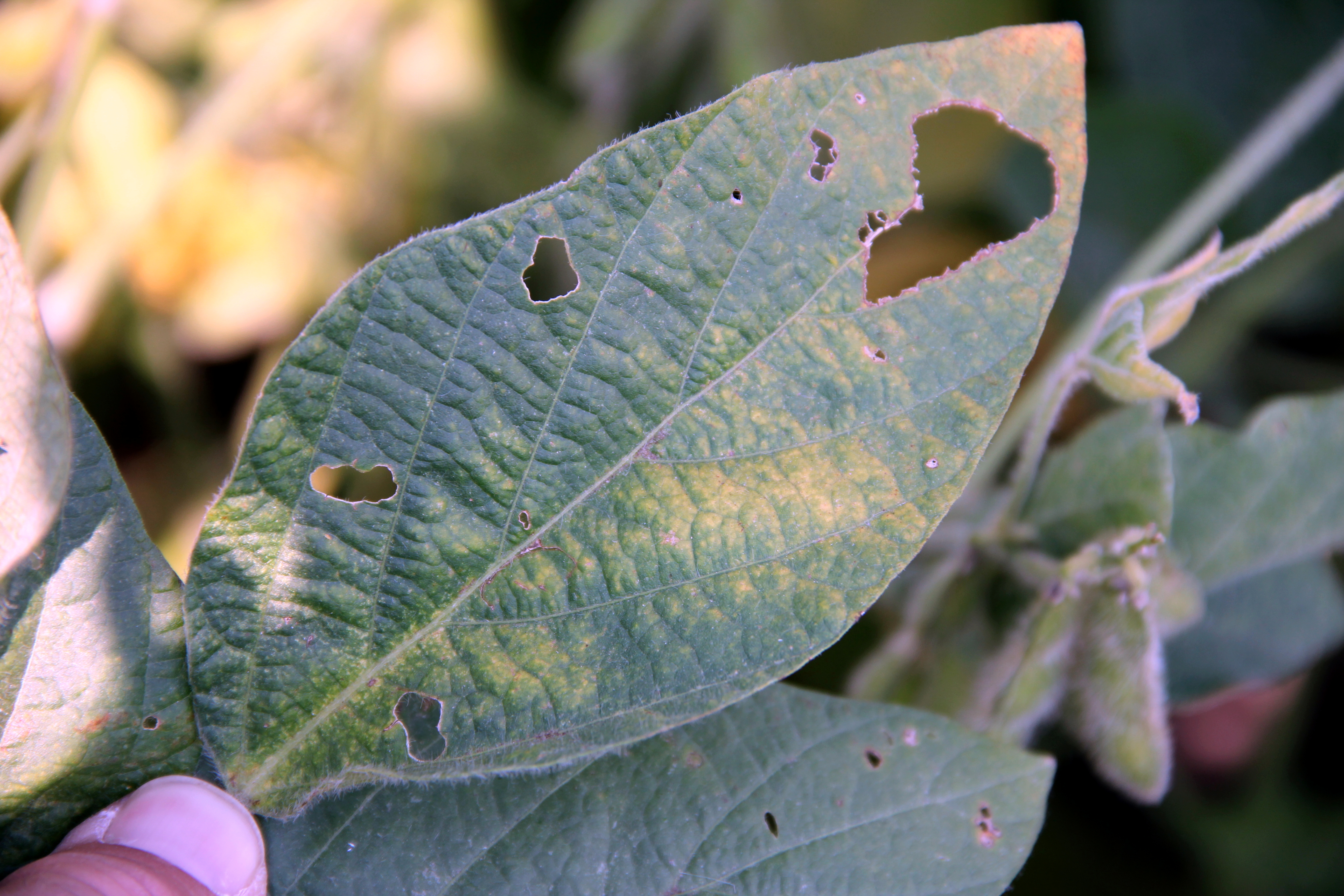 Soybean leaf with symptoms of Soybean dwarf virus infection.