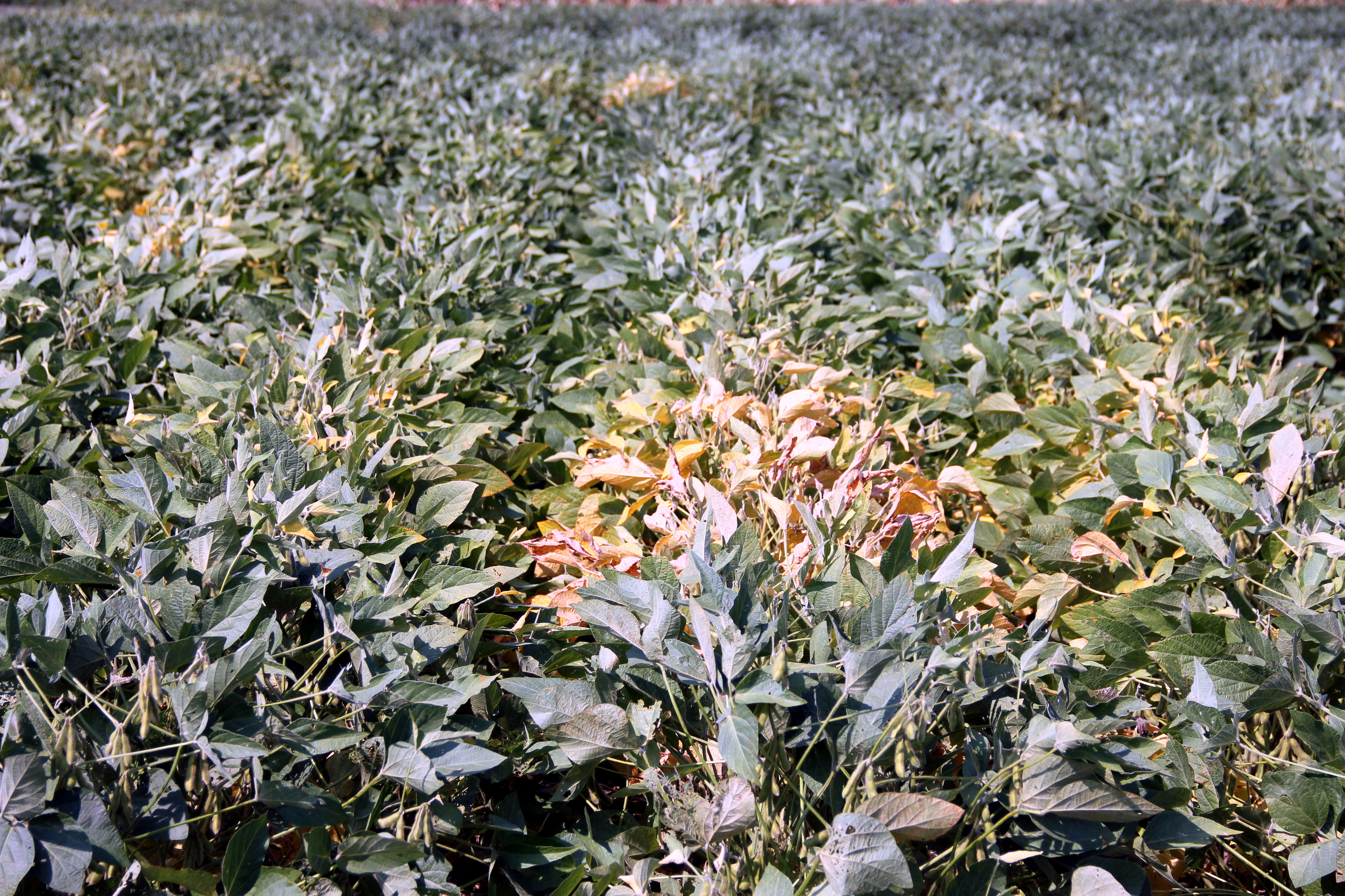 Plants with soybean dwarf within a field.