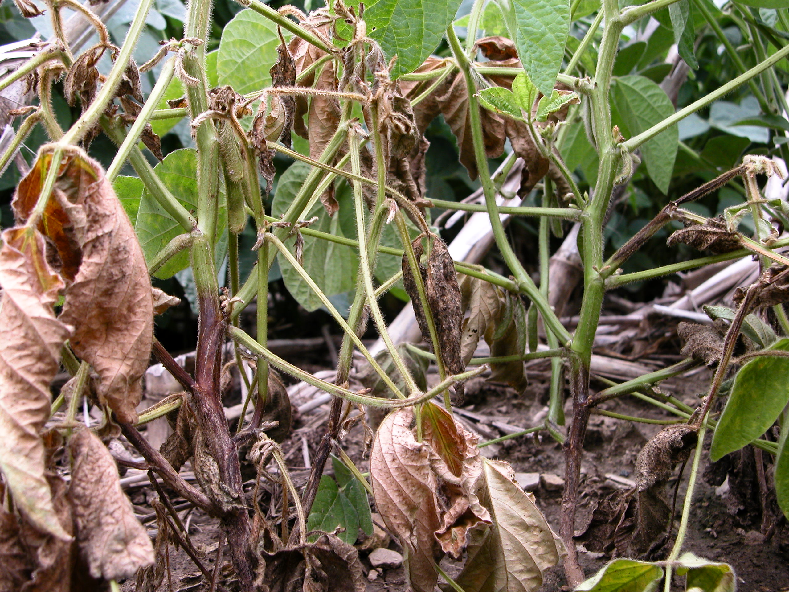 Stem lesions on multiple soybean plants resulting from Phytophthora infection.