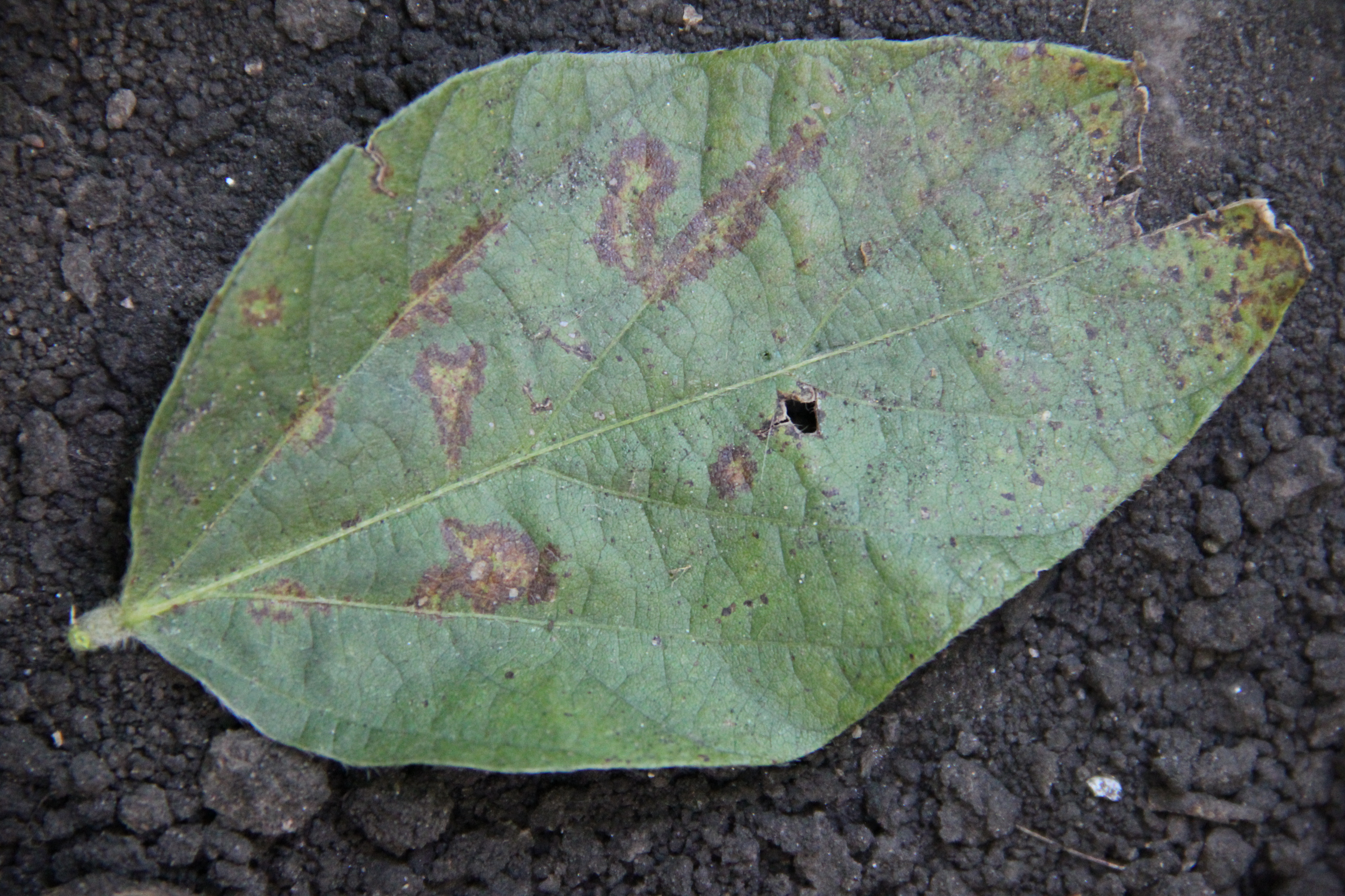 Soybean vein necrosis lesions follow or spread from leaf veins.