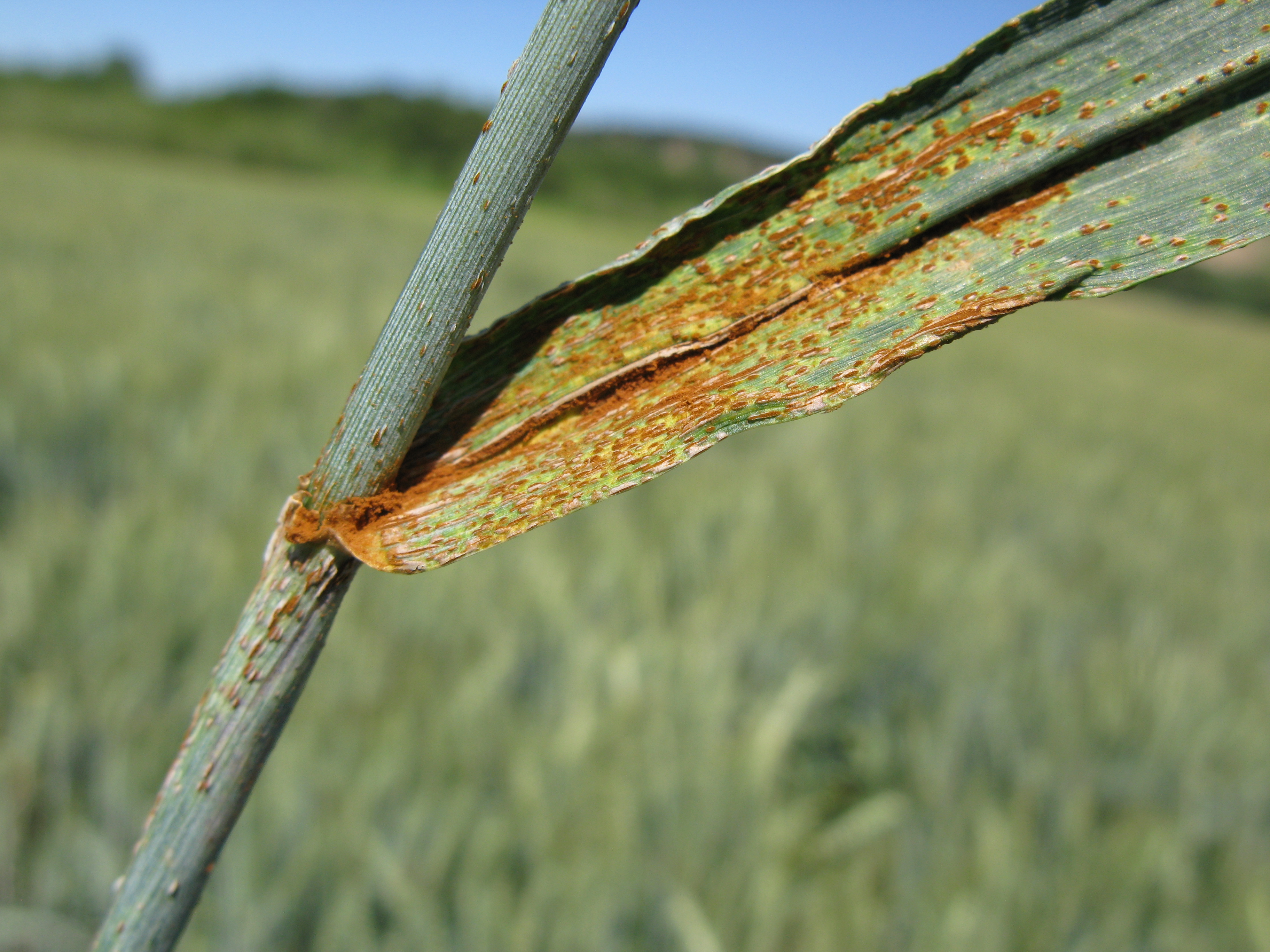 Pustules containing red to orange spores erupt from stem and leaf tissue.