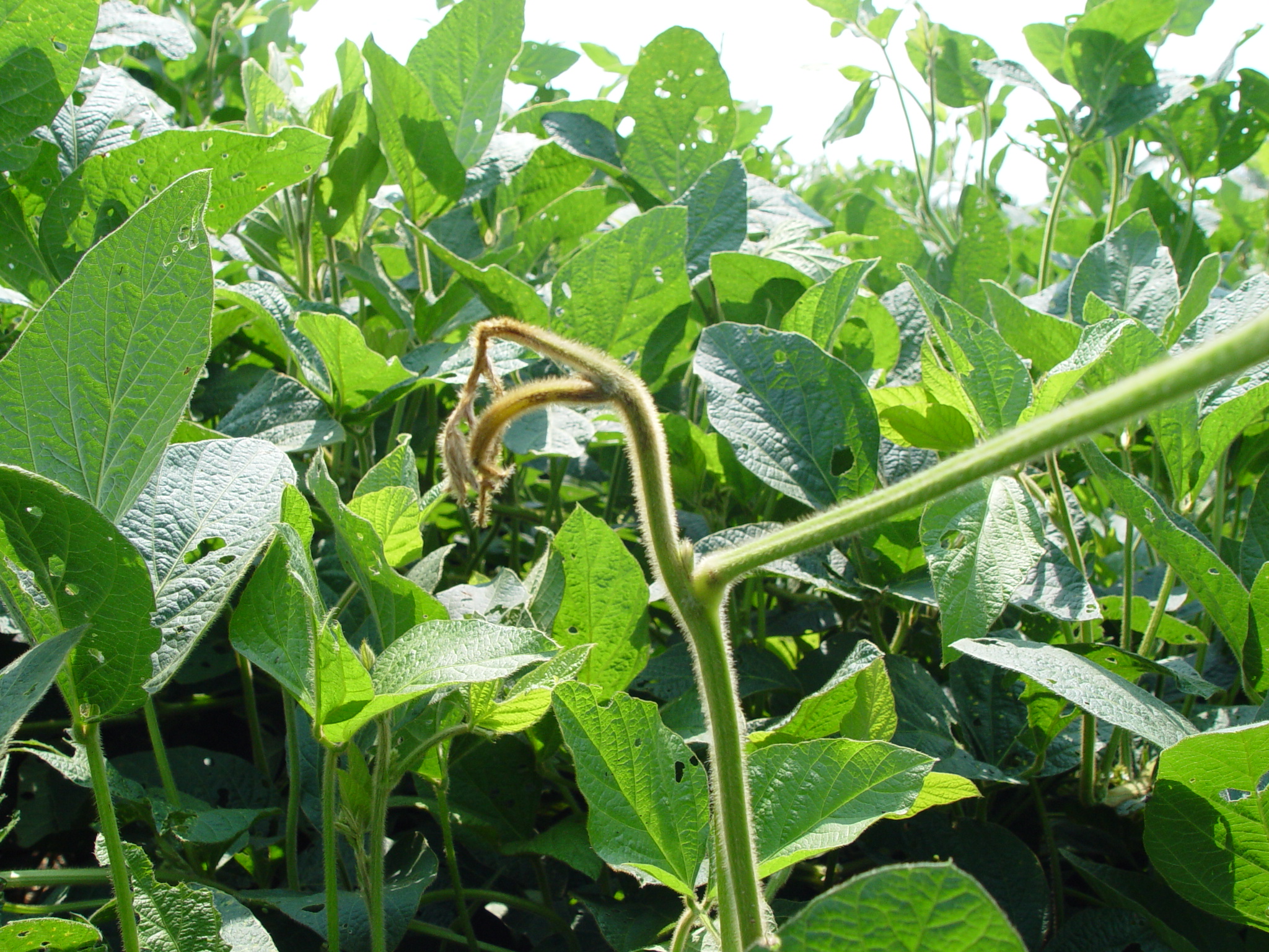 Shepherd's crooking can be a prominent symptom of tobacco ringspot.