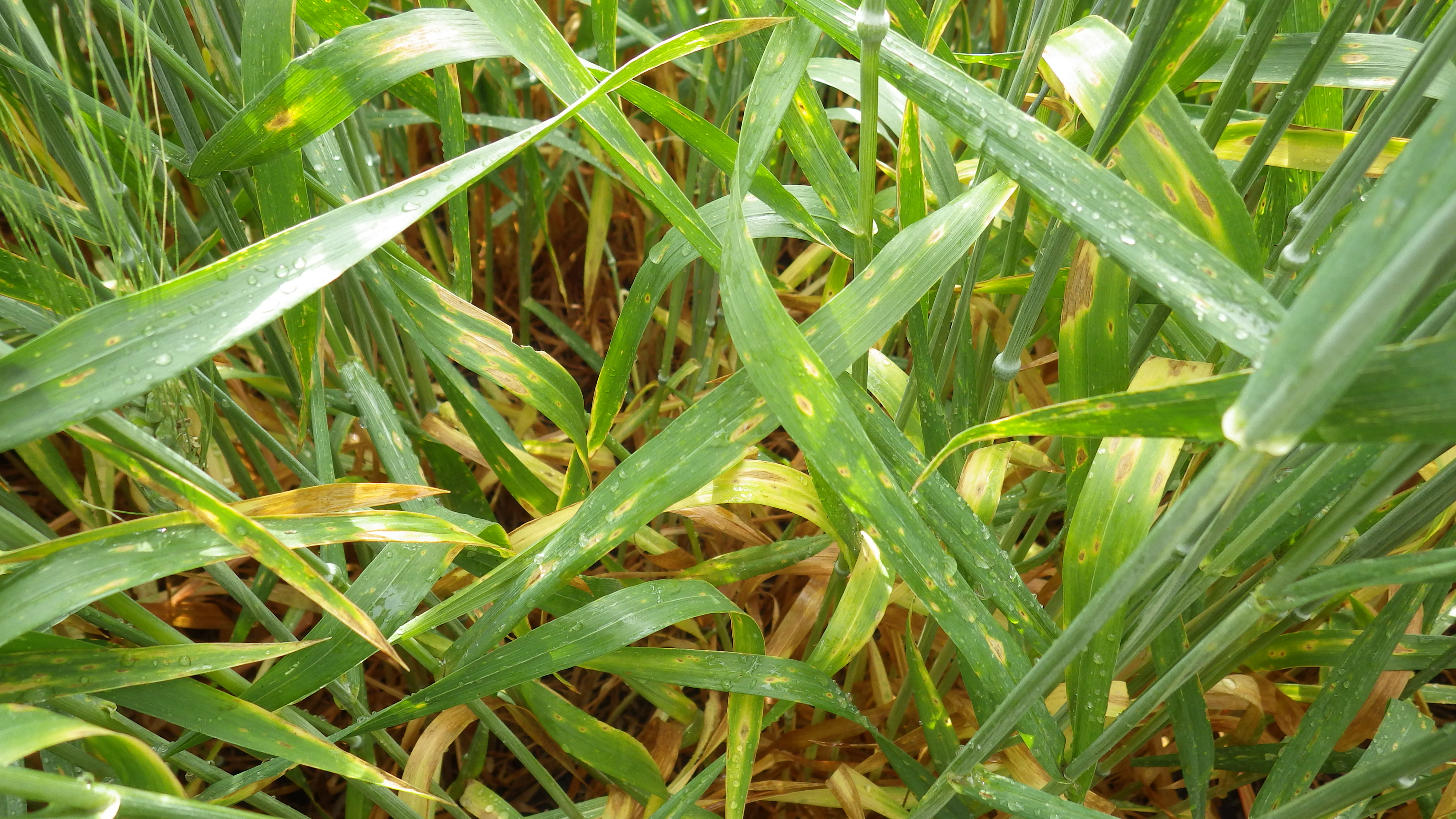 Infection can occur anytime during the growing season .