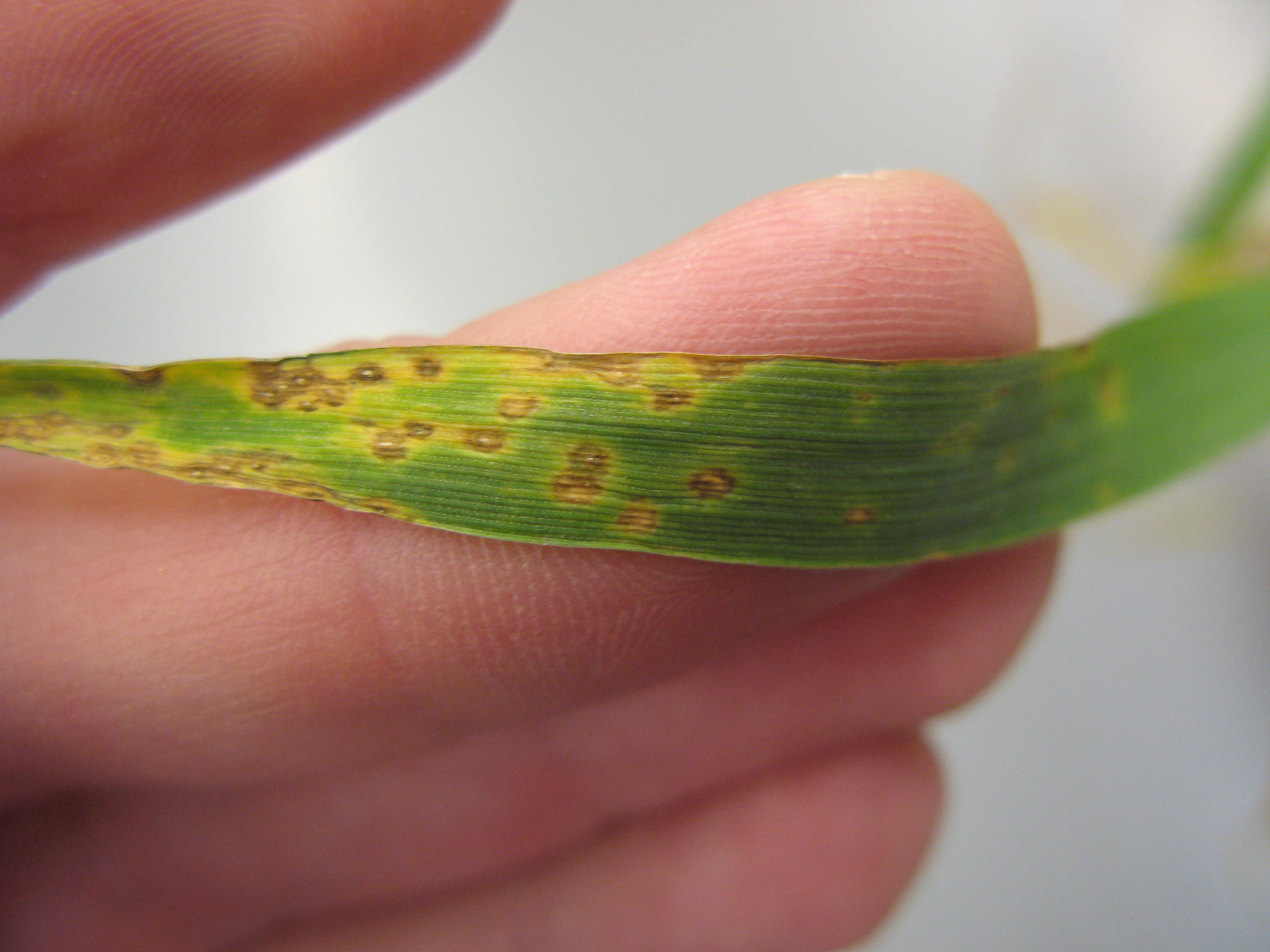 Tan spot leaf lesions on wheat. 