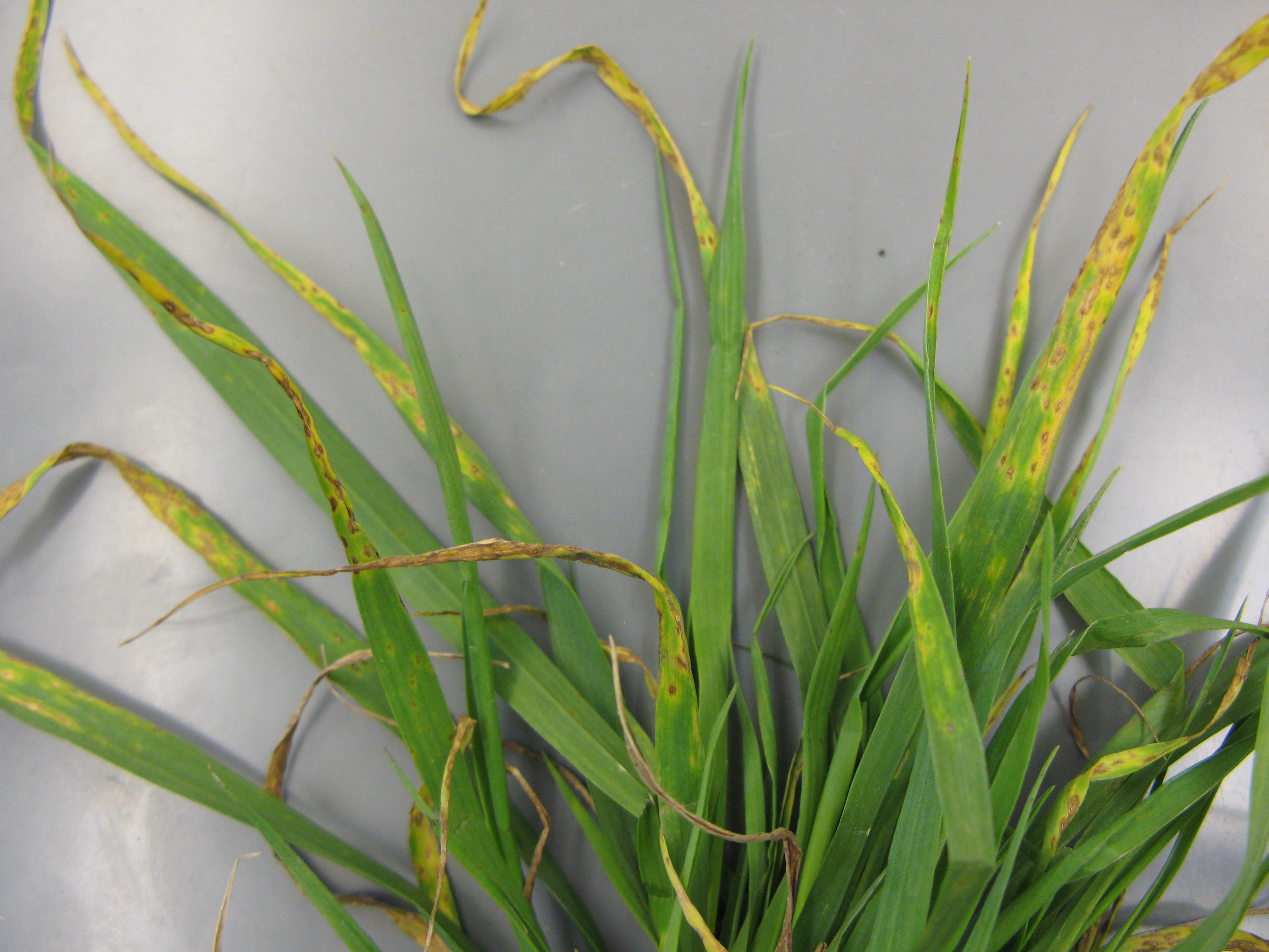 Wheat plant infected with the pathogen that causes tan spot. 
