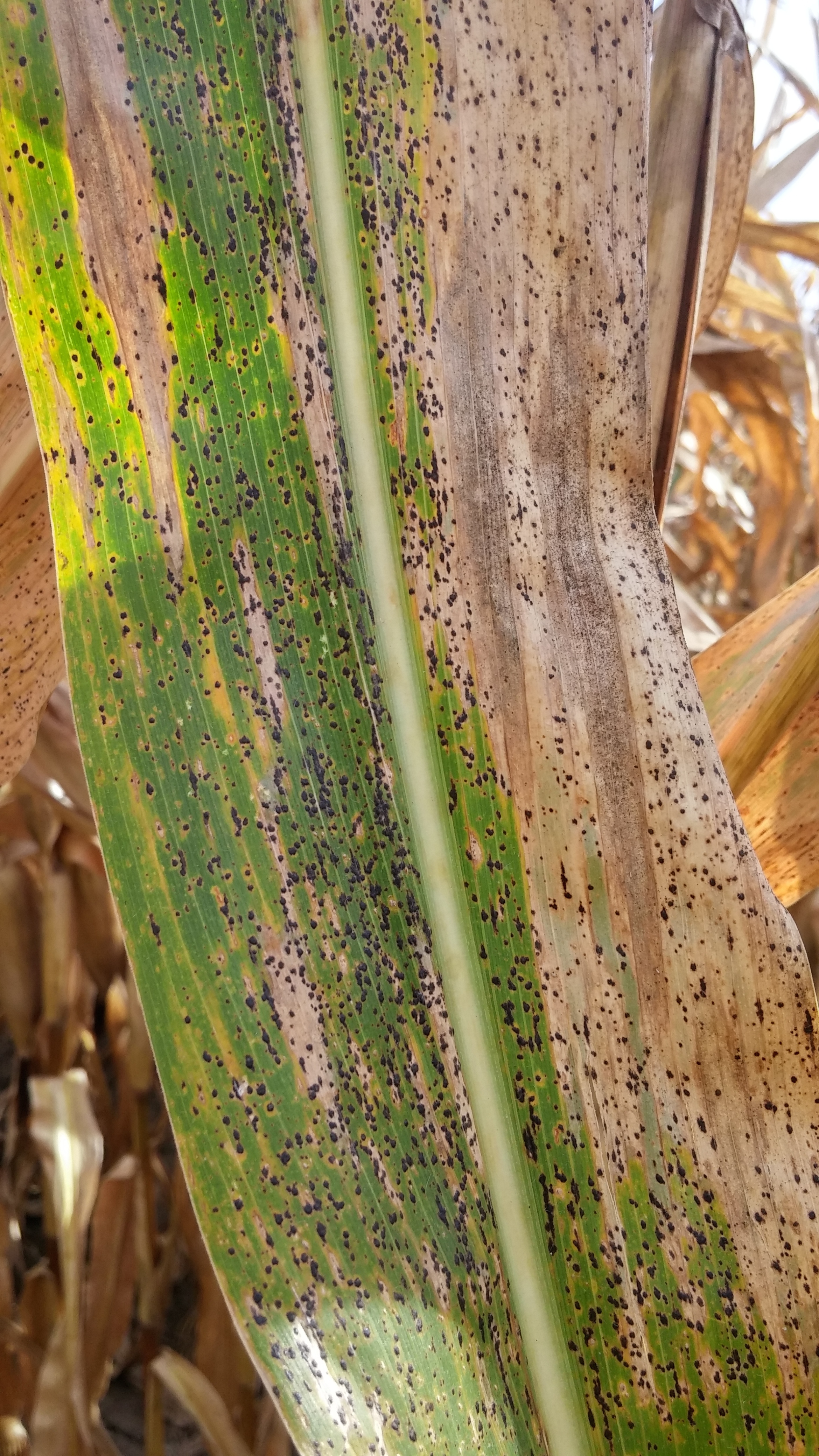 Typical tar spot symptoms and signs on corn leaf.