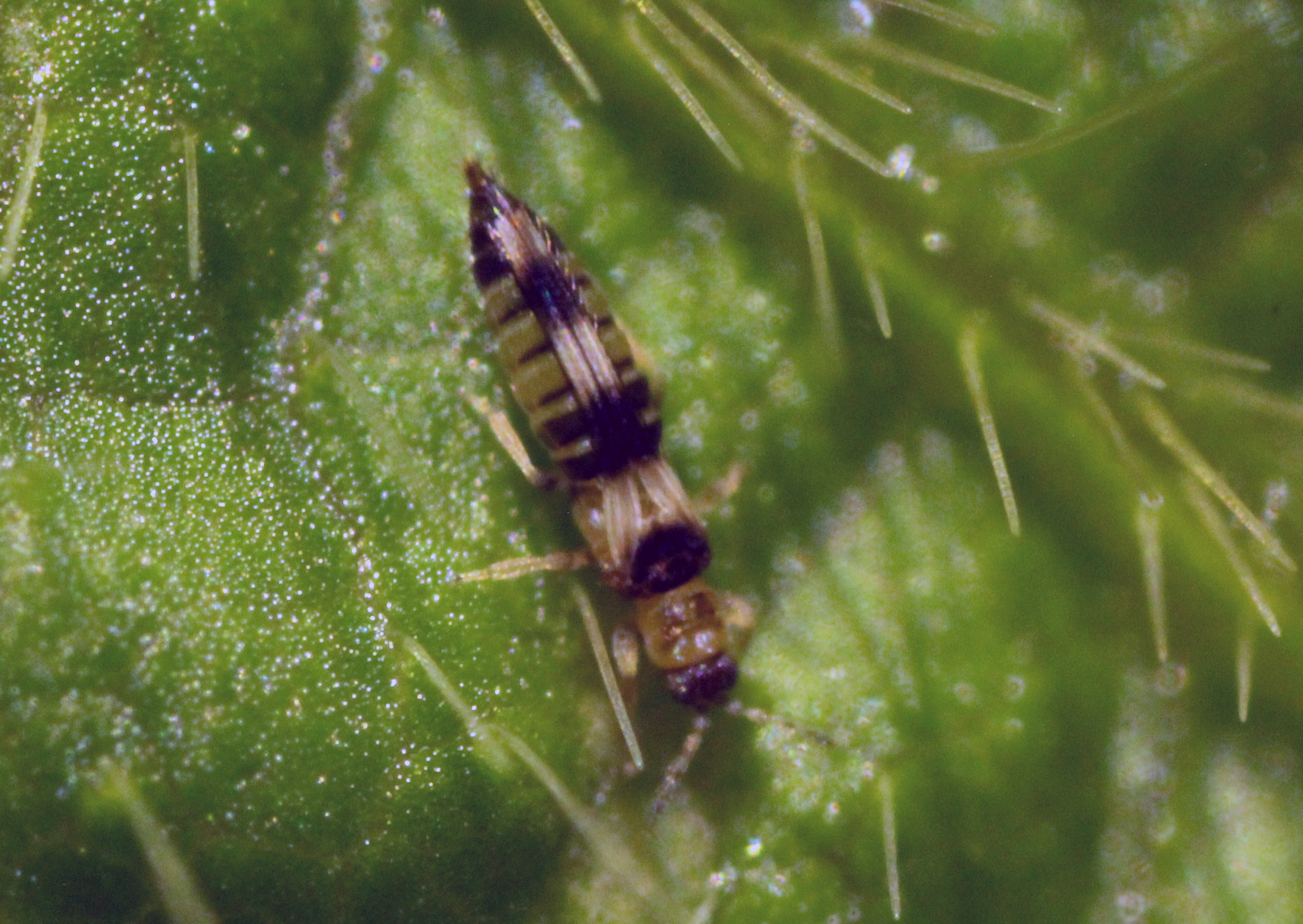 Hot, dry weather that favors thrips may cause increased disease spread.