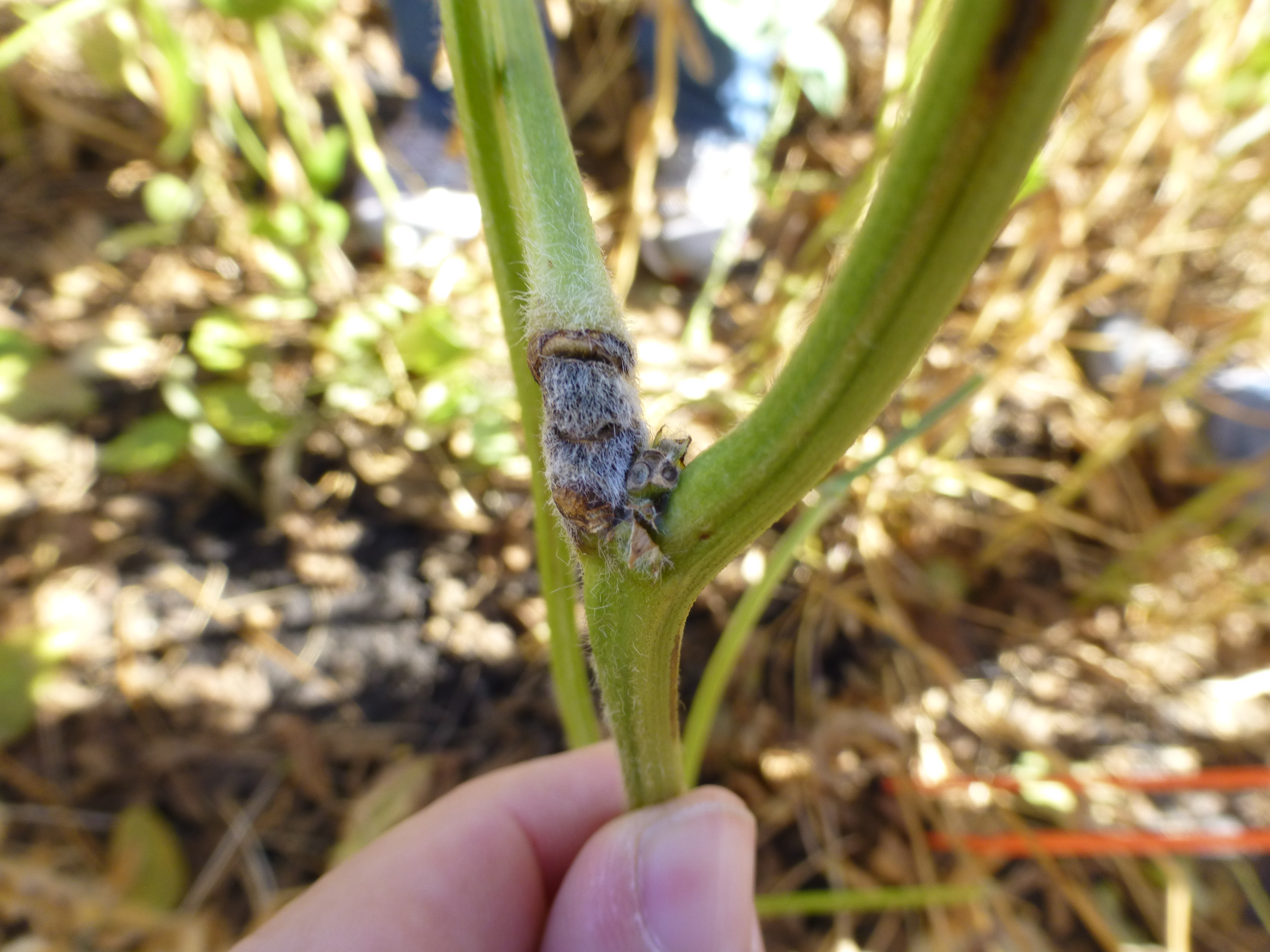 Tobacco streak virus can cause discoloration and dead streaks at nodes.