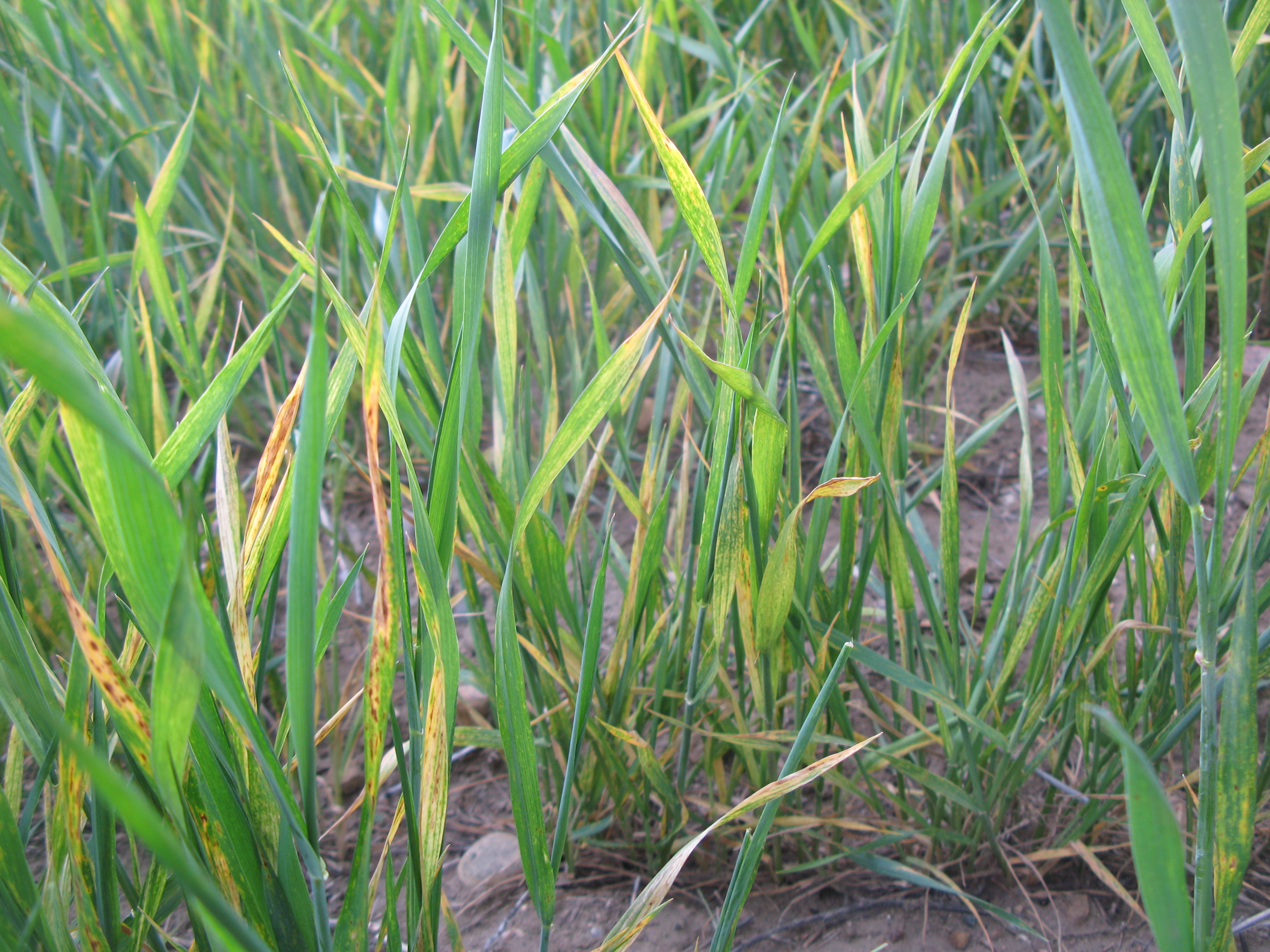 Wheat streak mosaic typically causes stunting and streaky discoloration of leaves.