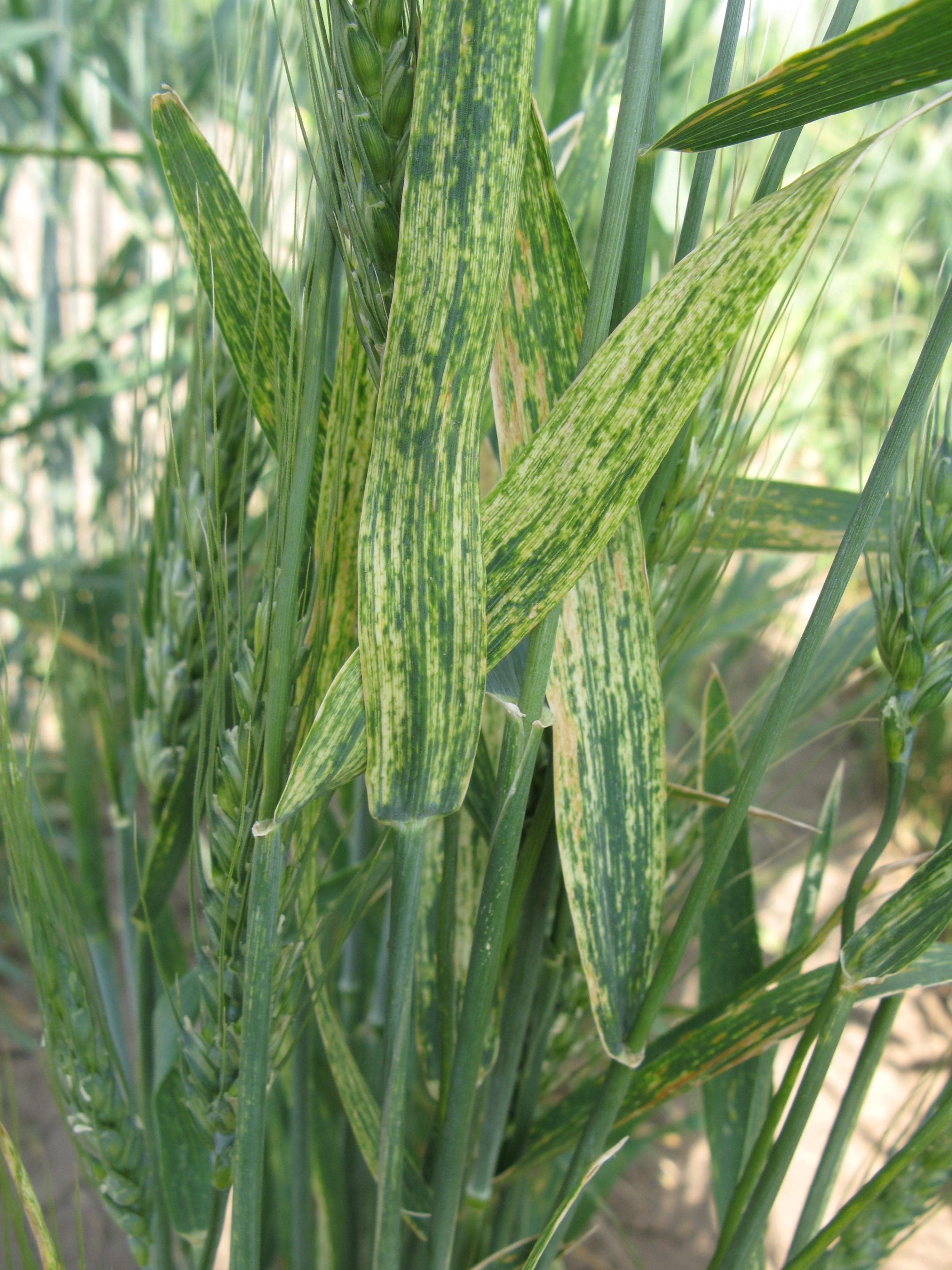 Leaf lesions symptomatic of wheat streak mosaic. 