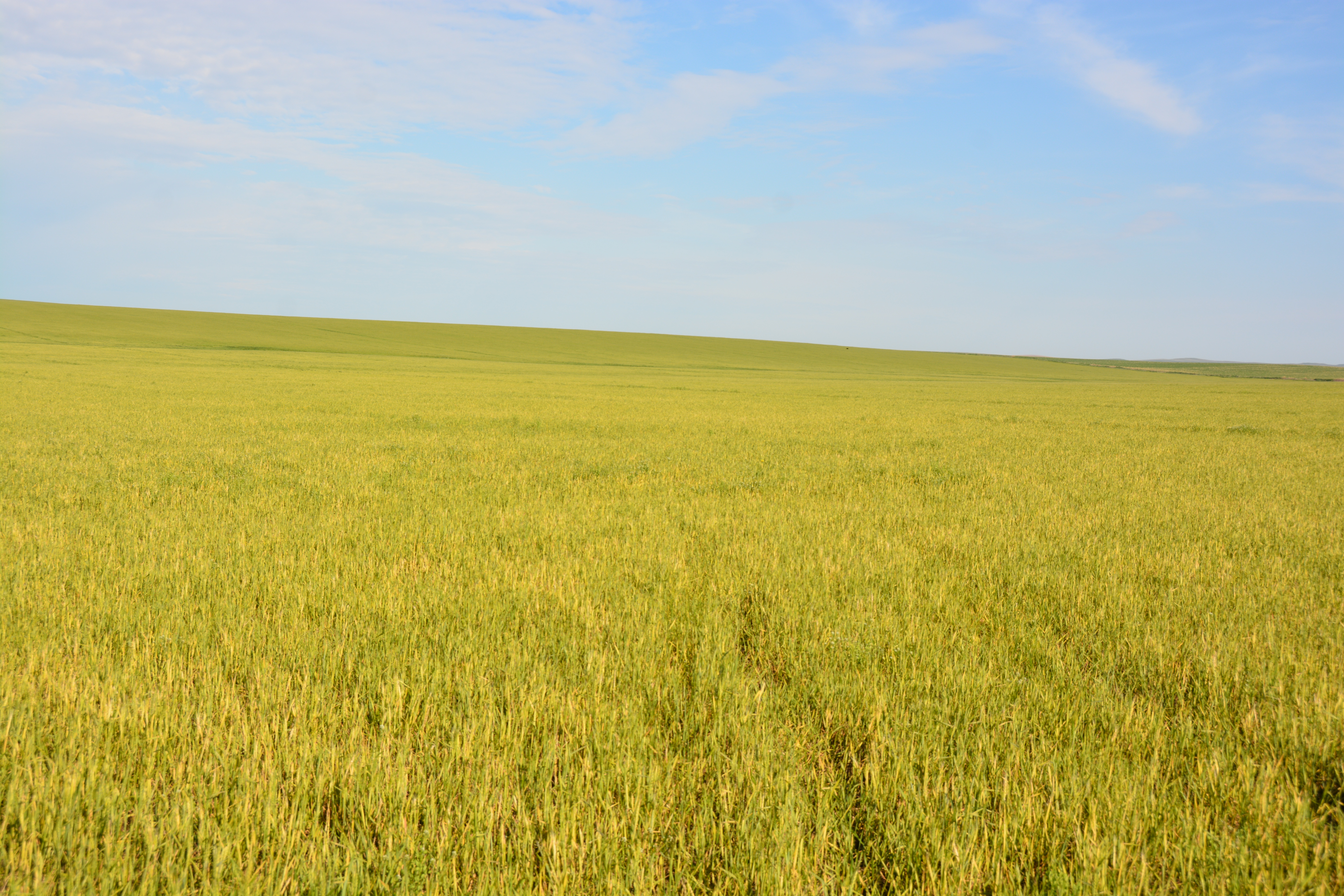 Wheat streak mosaic in a field. 