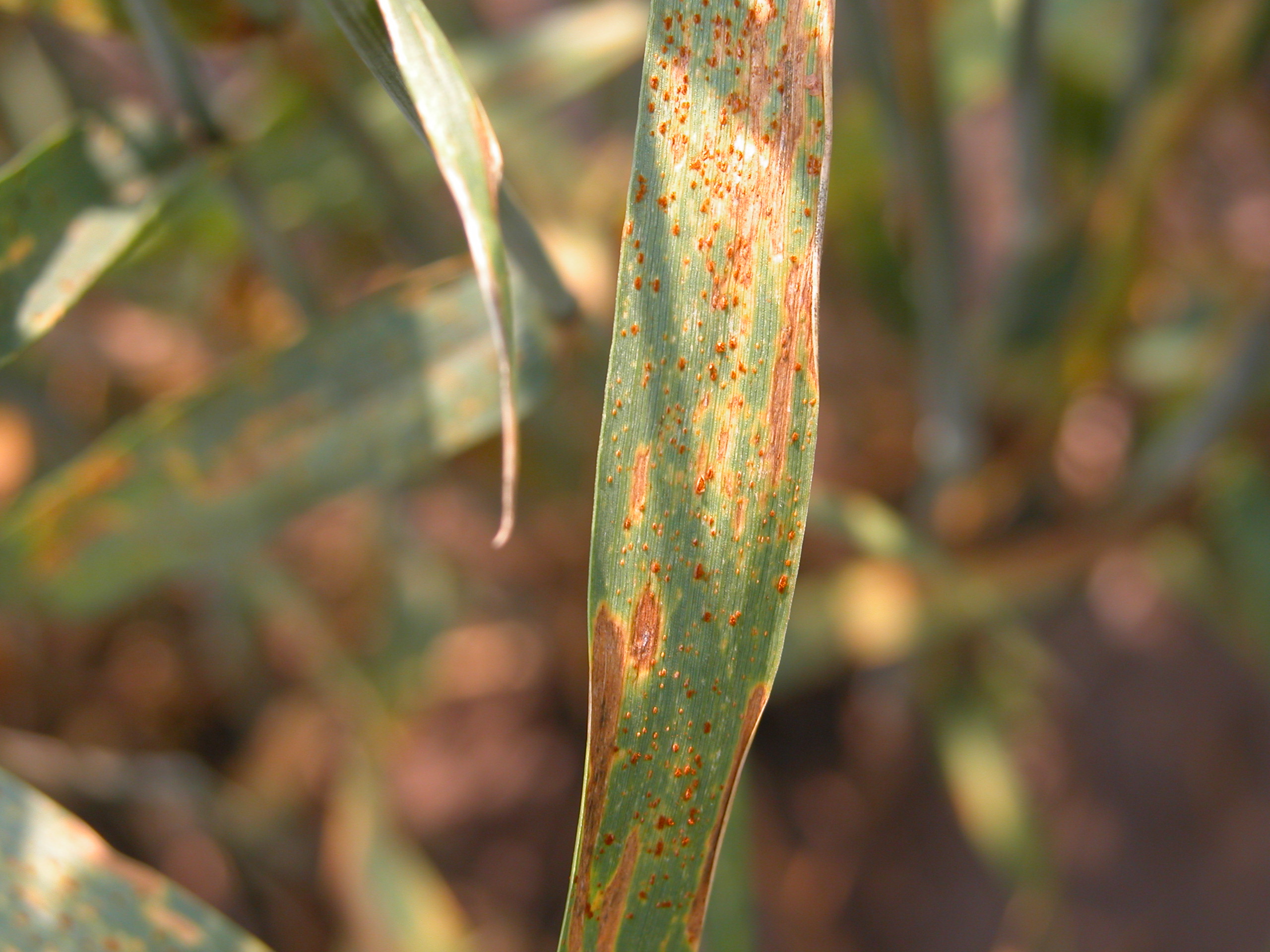 Wheat leaf rust фото 13