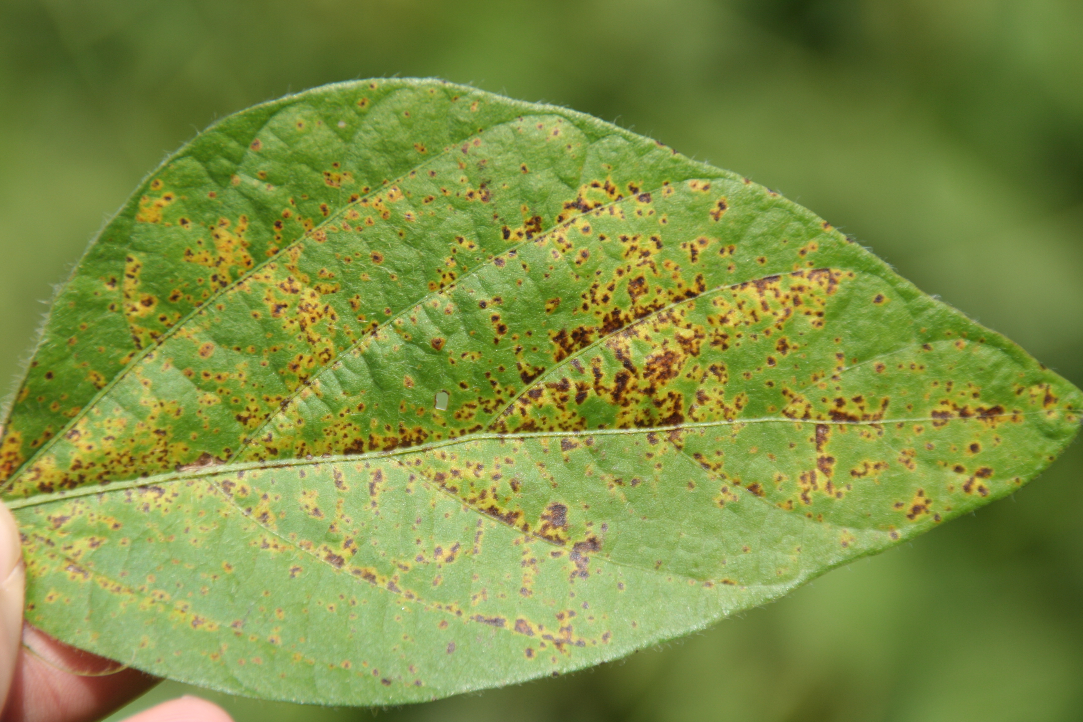Bacterial pustule will not cause leaves to tatter like bacterial blight.