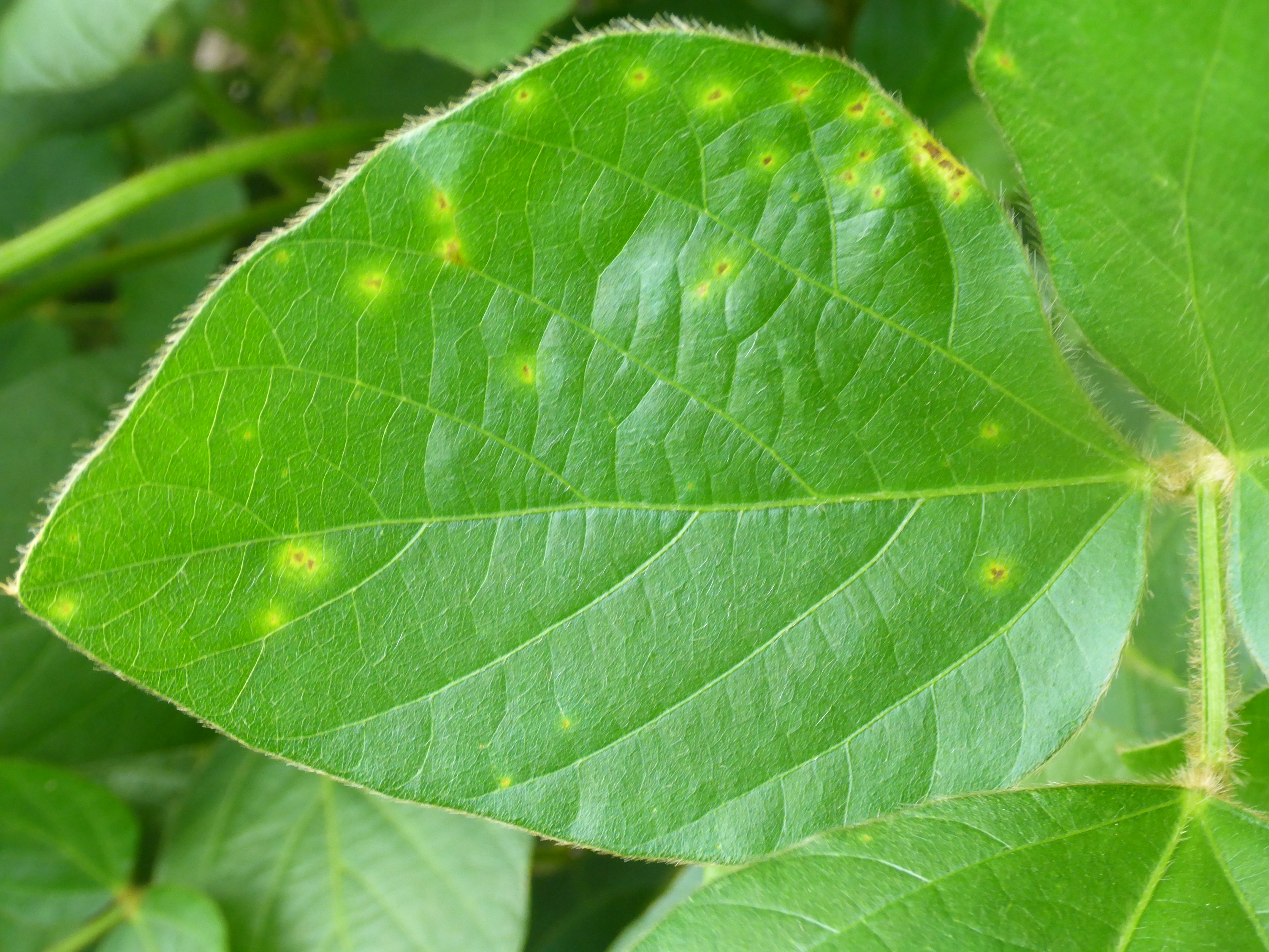 Bacterial pustule lesions start as small, pale green specks with elevated centers.